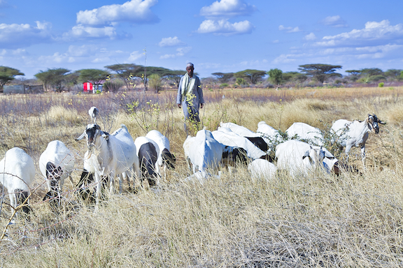 Abdi's goats are still alive and healthy even during the drought period.