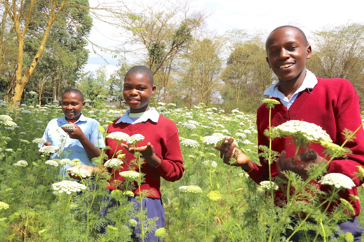 Growing pyrethrum