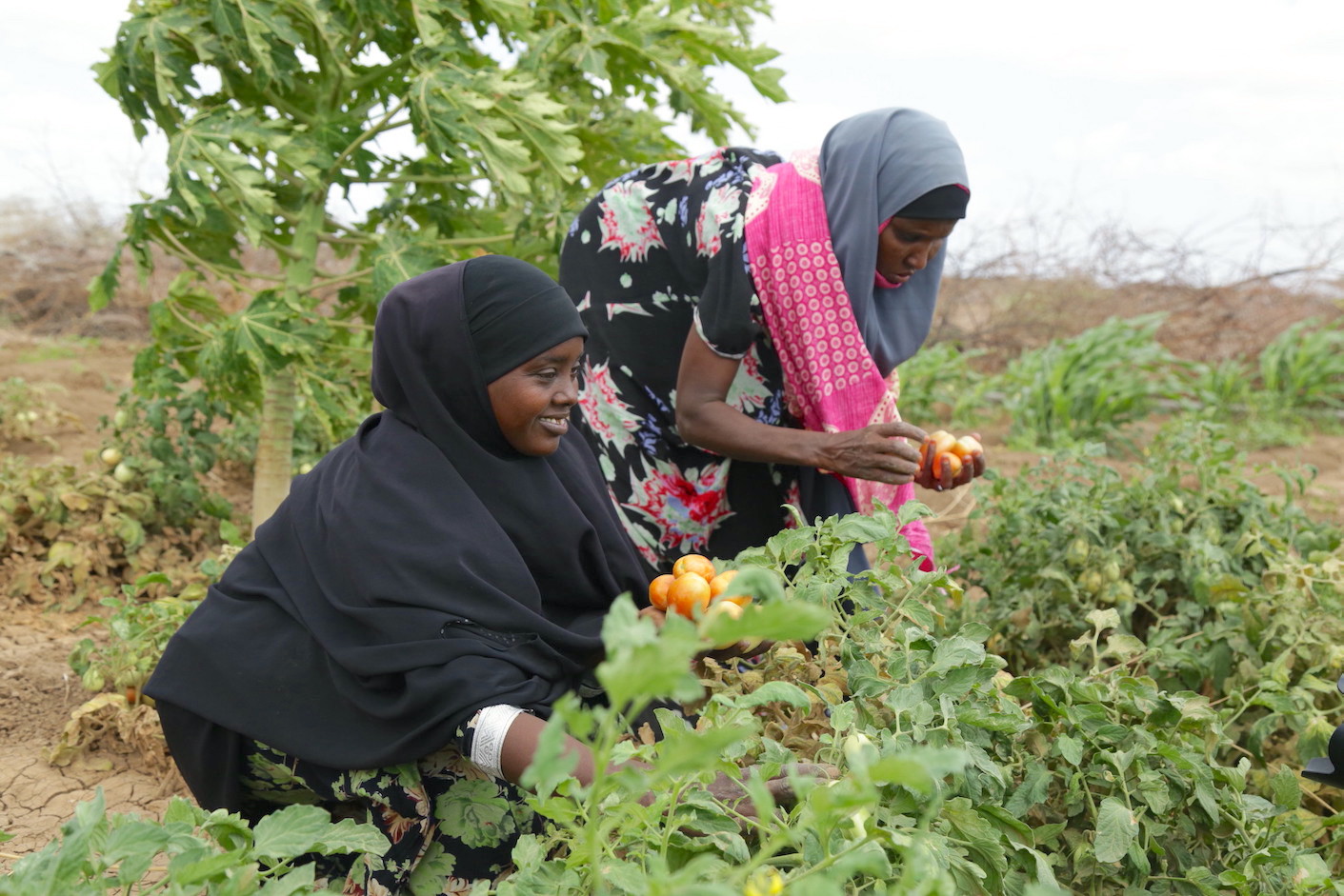 Crop farming enables families in drought-stricken areas to get sufficient food nutrients for improved well-being.