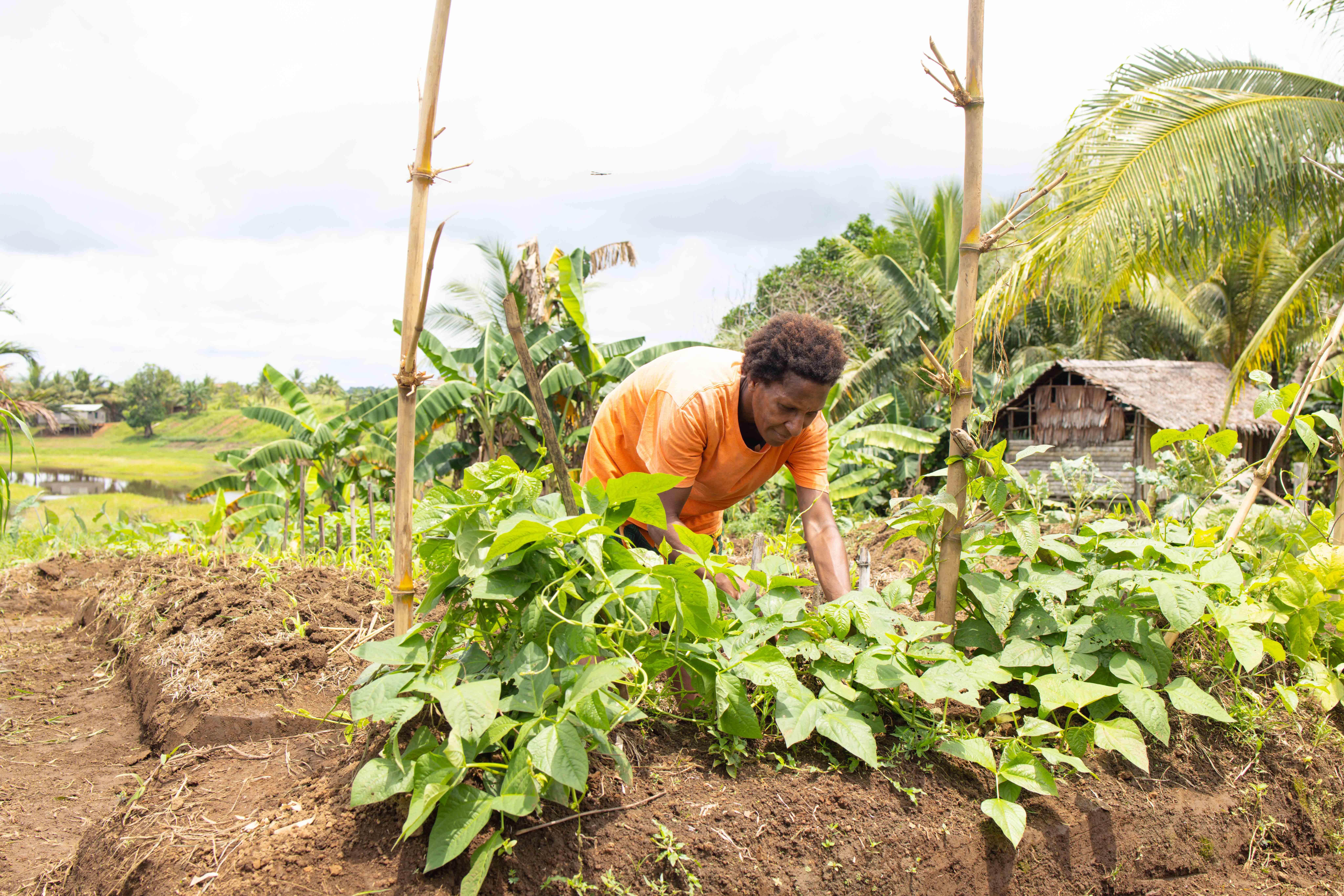 Siwakato Kena tending to her backyard garden plots.