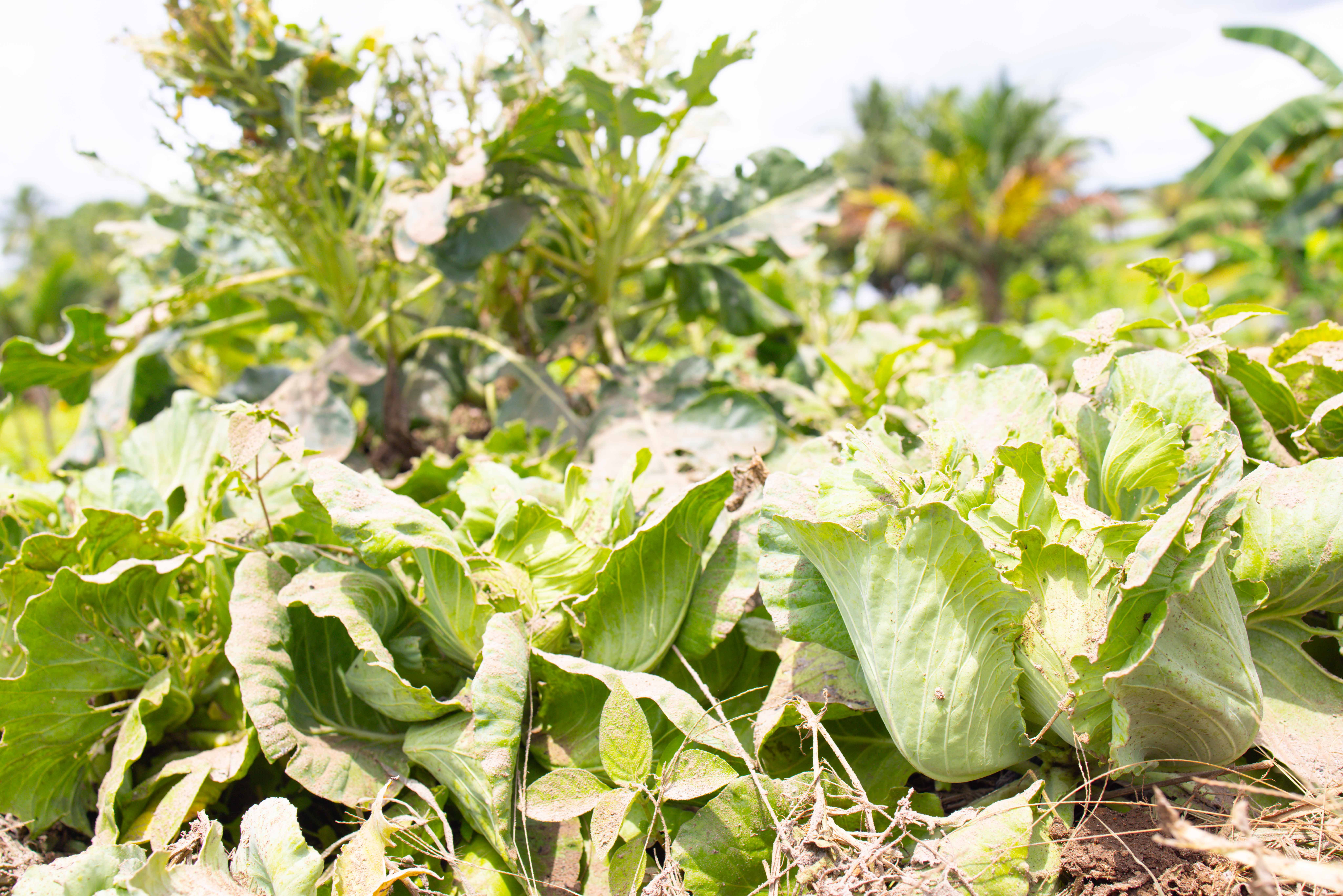 Vegetable crops thriving in the garden plots of Siwakato Kena.