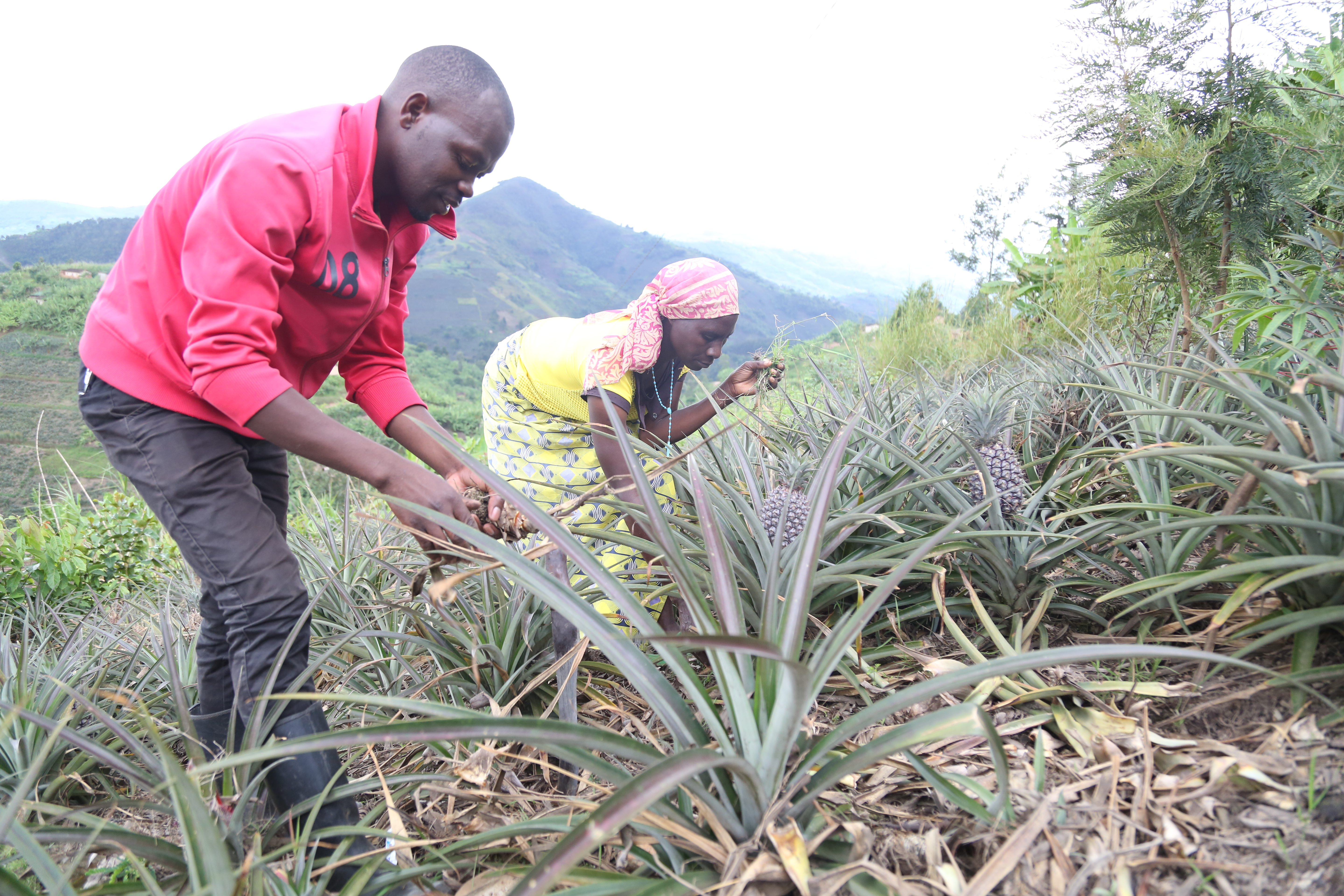 Beata and Stanislas working in the plantation 
