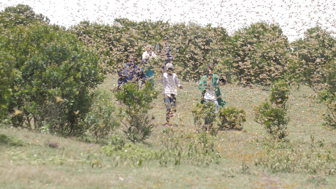 Communities fleeing swarms of locusts in Laisamis, Kenya. ©World Vision Photo/Charles Kariuki.