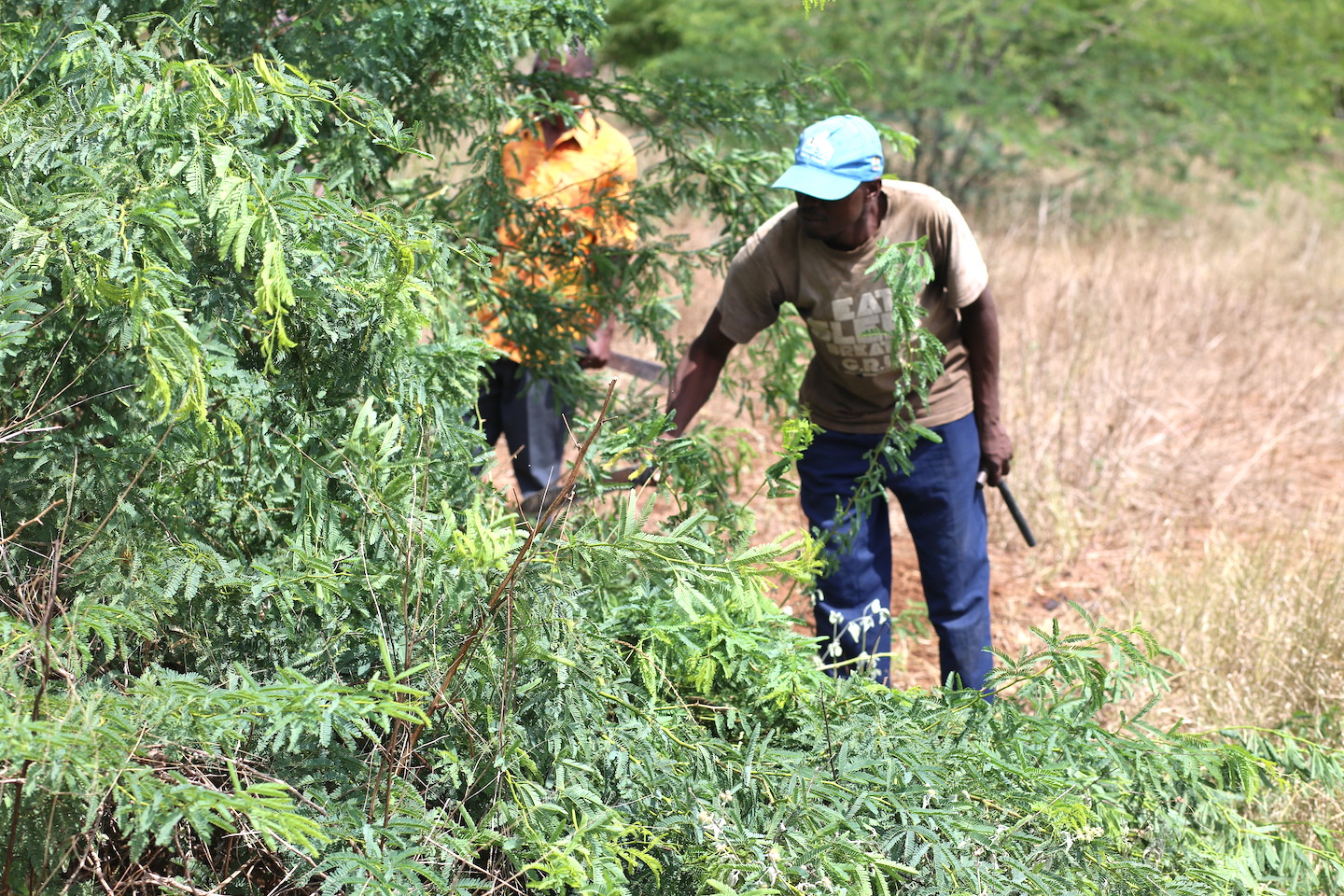 Mathenge clearing