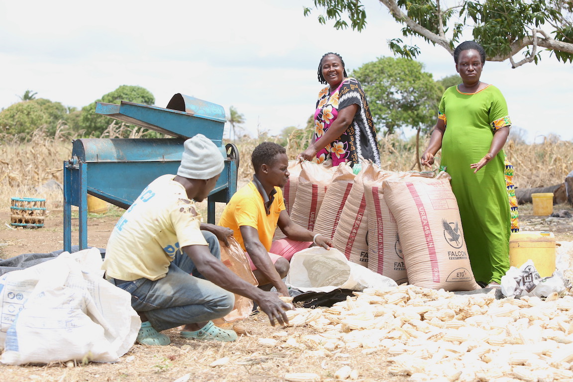 shelling maize