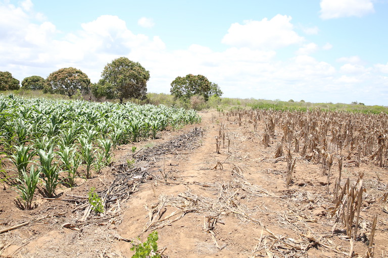 Rain fed vs irrigation