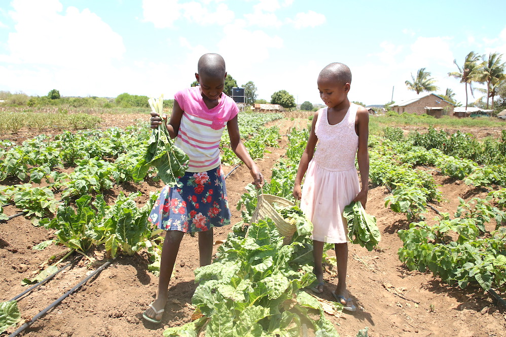 siblings farming