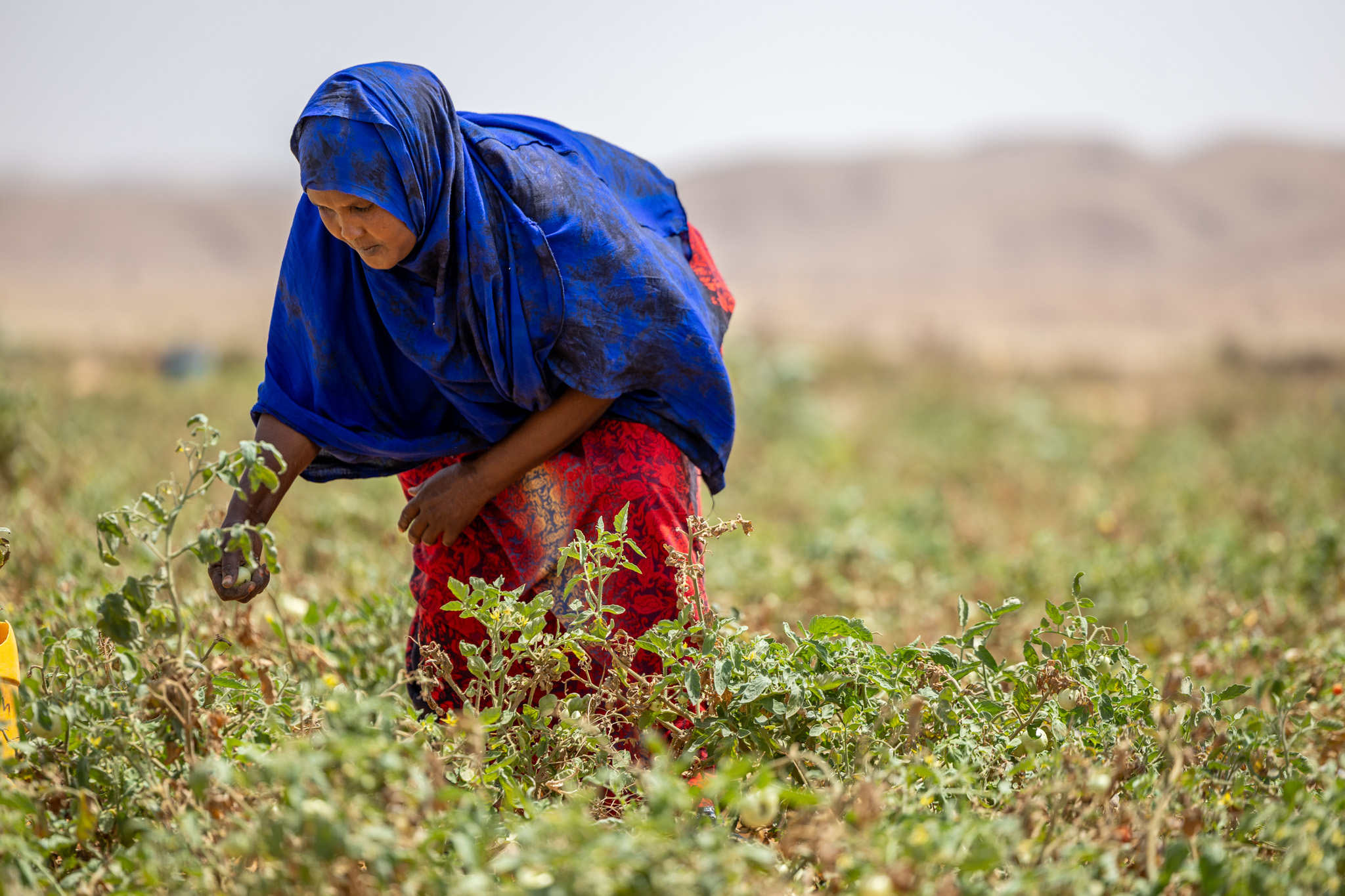 Fadumo collaborates with fellow women farmers in Cuun, Puntland, Somalia, tending to crops and nurturing their shared agricultural livelihood.