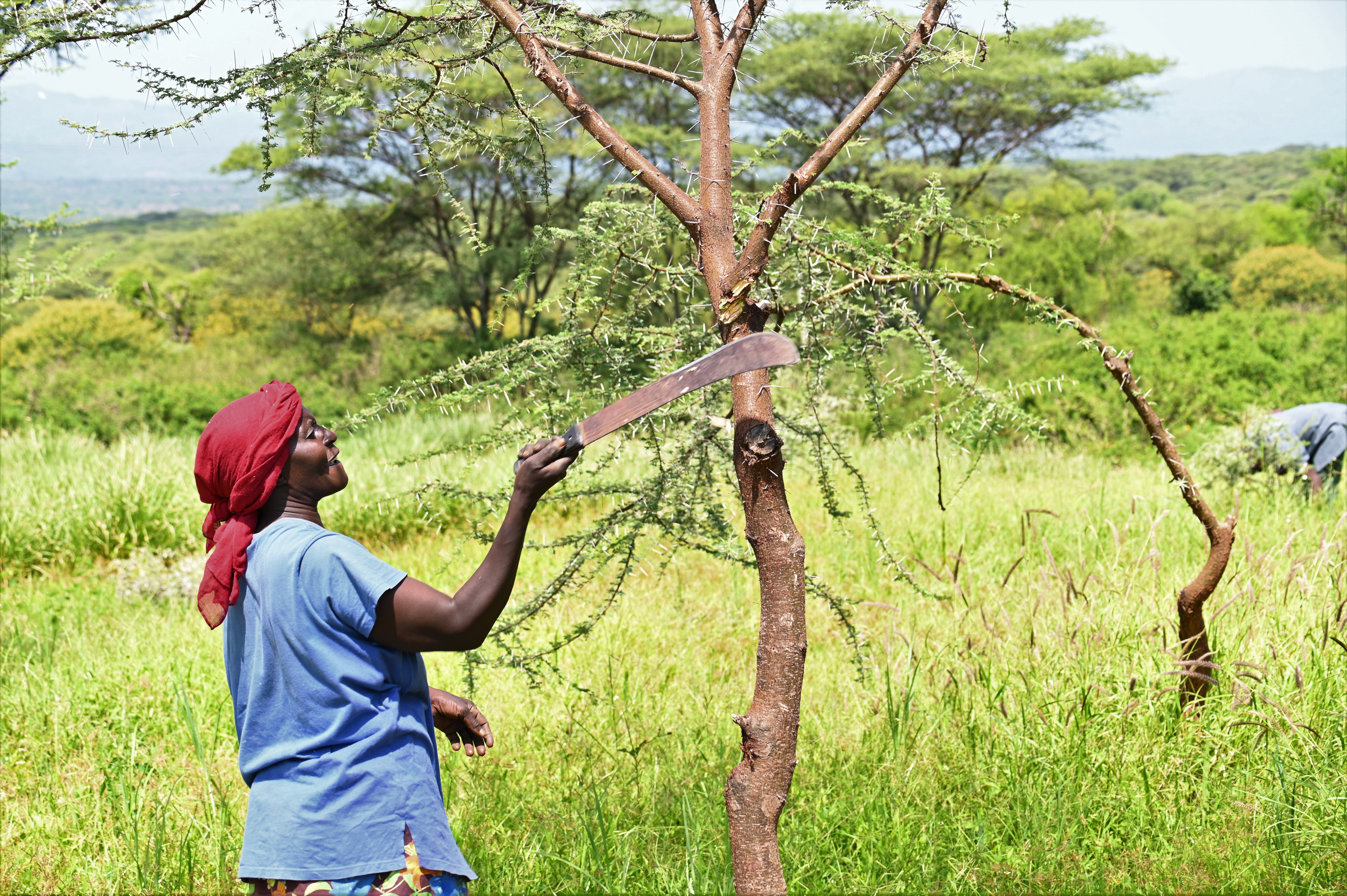 Joyce pruning a tree. She uses the pruned branches as firewood. At times she uses the thorny ones to protect the pruned trees preventing destruction by livestock. ©World Vision Photo/ Hellen Owuor