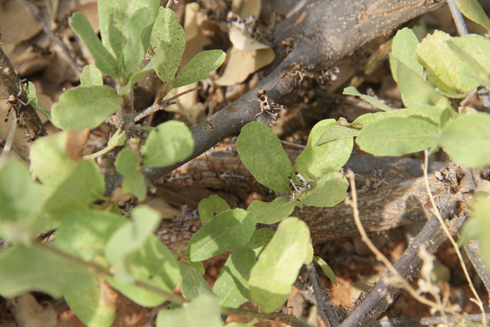 Locust Nymphs (hoppers) feeding on vegetation inlaisamis Marsabit County in Kenya.