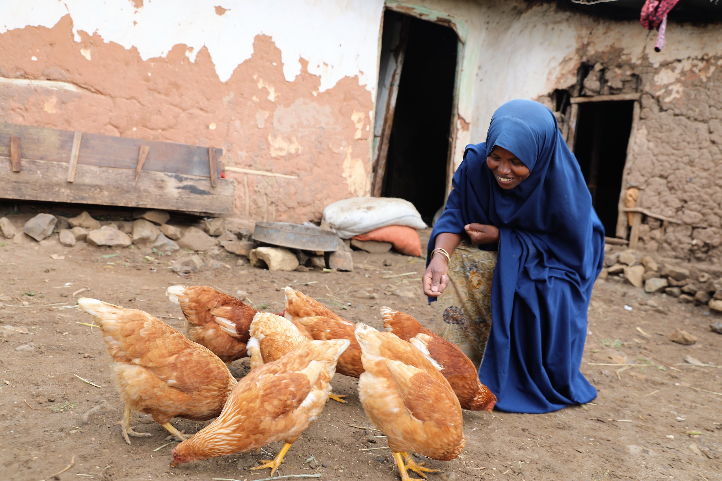 Shartu feeding chicken