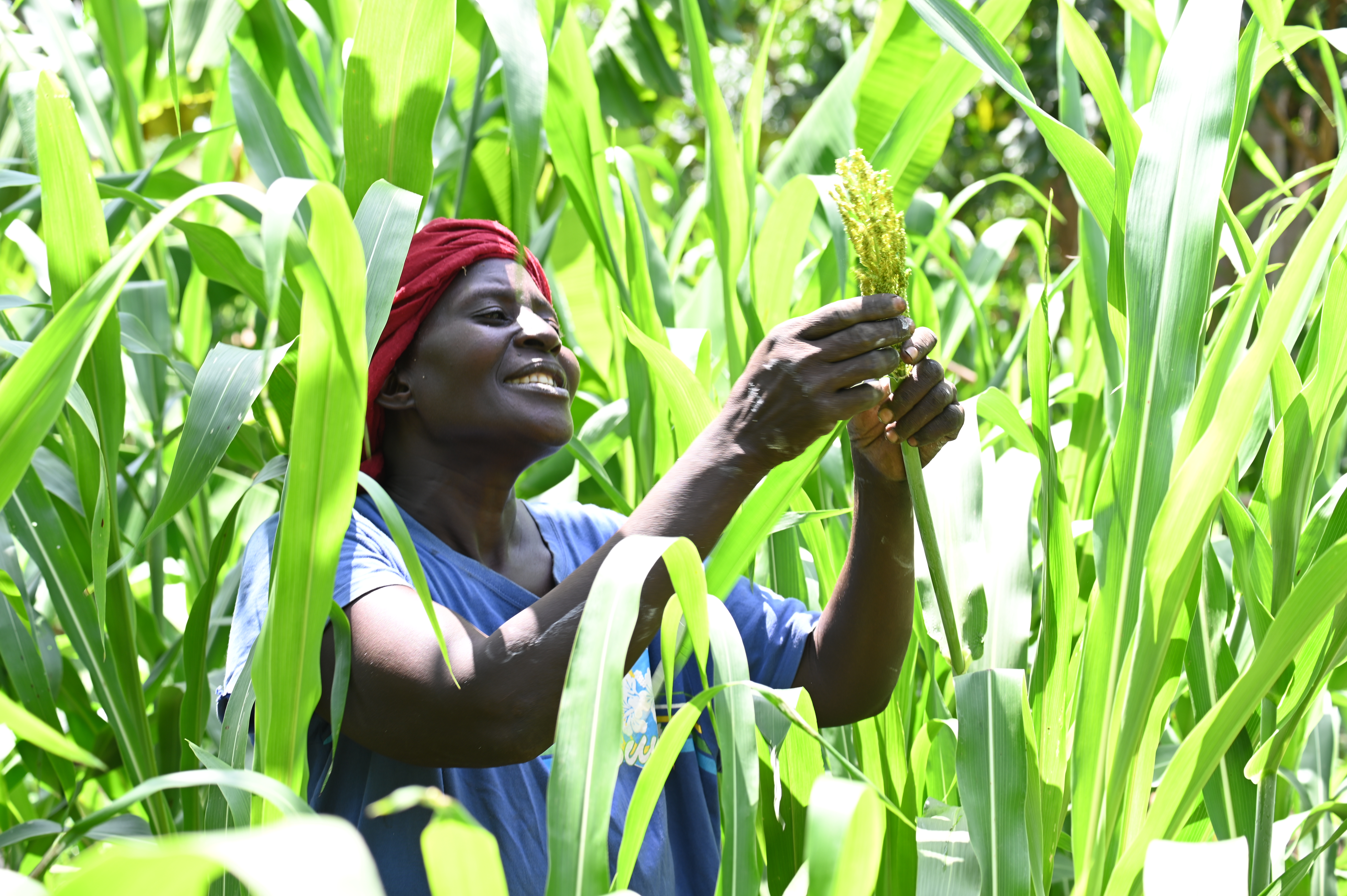 Joyce in her sorghum plantation. She has planted a variety of nutritious crops, vegetables and fruits for susbsistence use and also for sale providing household income. Practicing FMNR has restored tree cover in the farm and contributed to increased soil fertility thereby boosting the crop yields. ©World Vision Photo/ Hellen Owuor