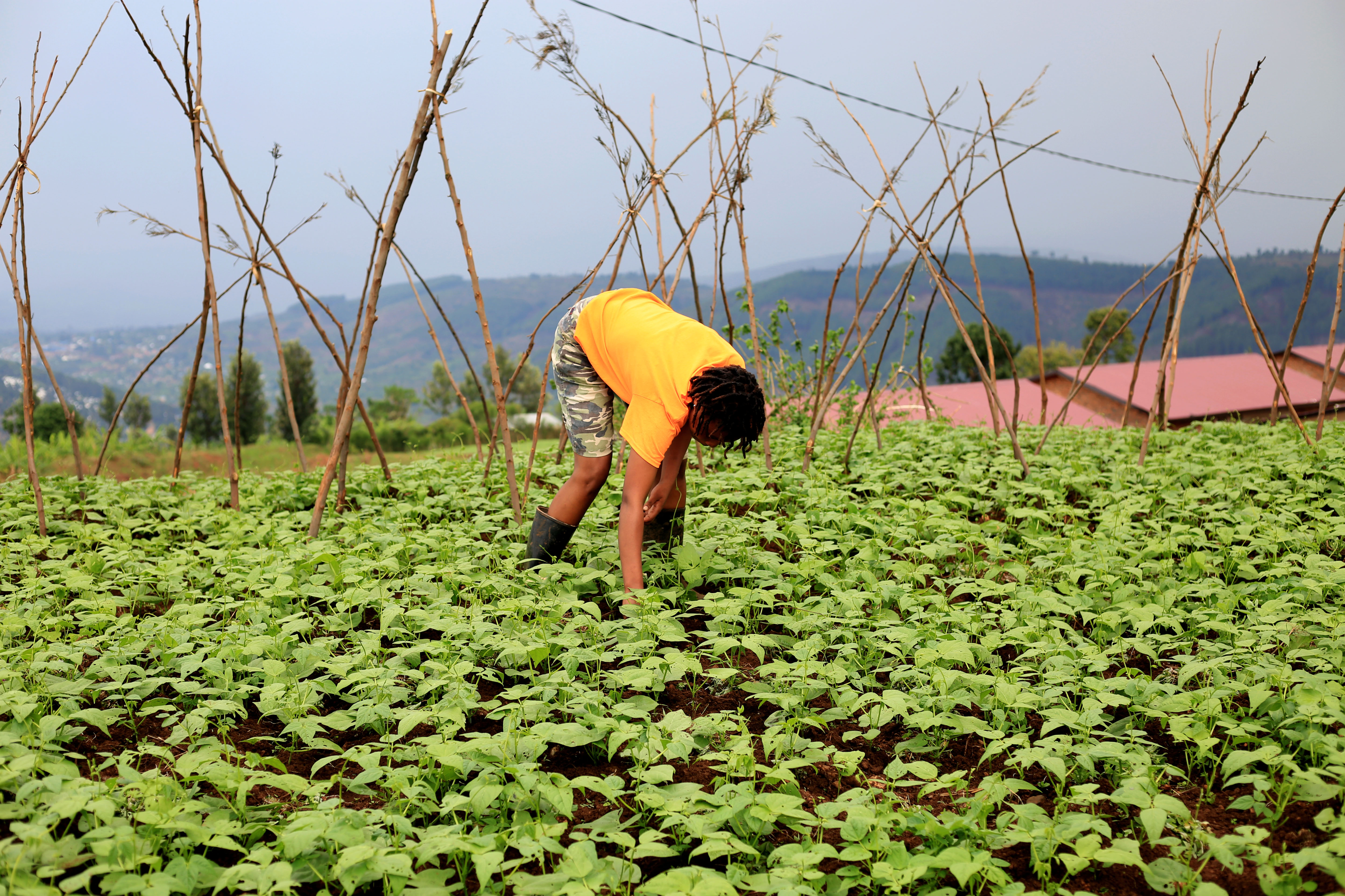 Ange weeding her garden of beans.