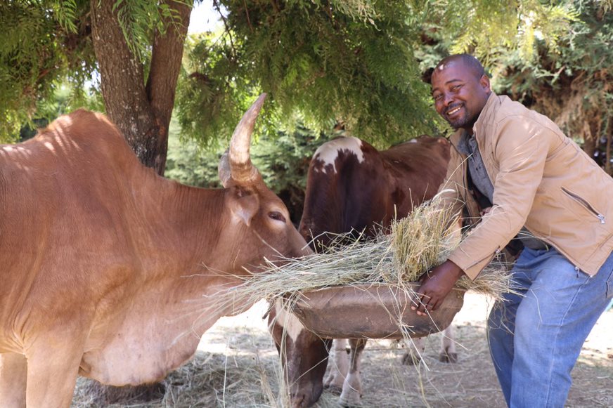 Mola with his milk cows 