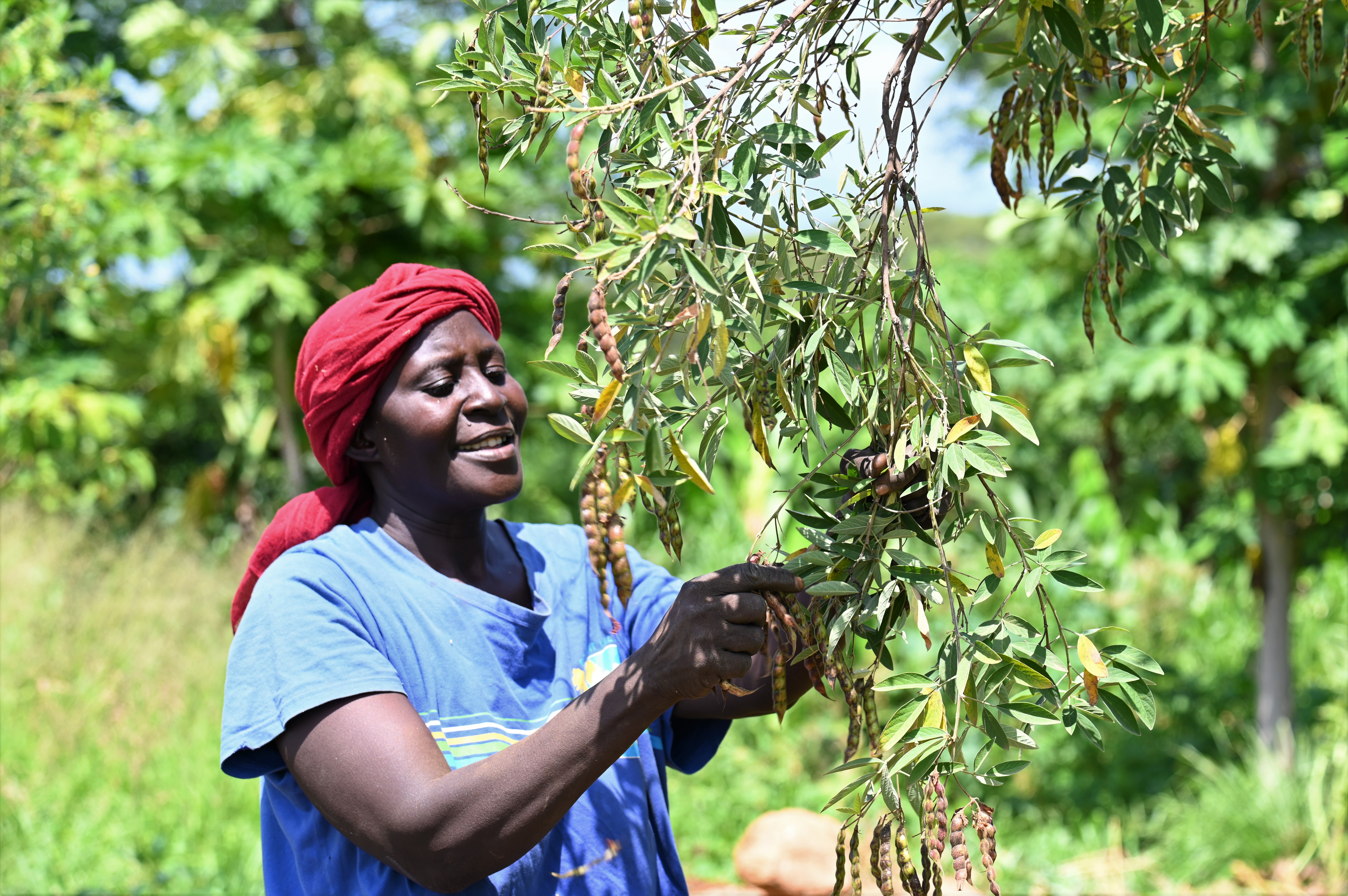 Joyce picking pigeon peas. This is one among the many drought resistant crops on their farm. Considering Elgeyo Marakwet County frequently experiences drought, such crops cushion the family during dry seasons. ©World Vision Photo/ Hellen Owuor