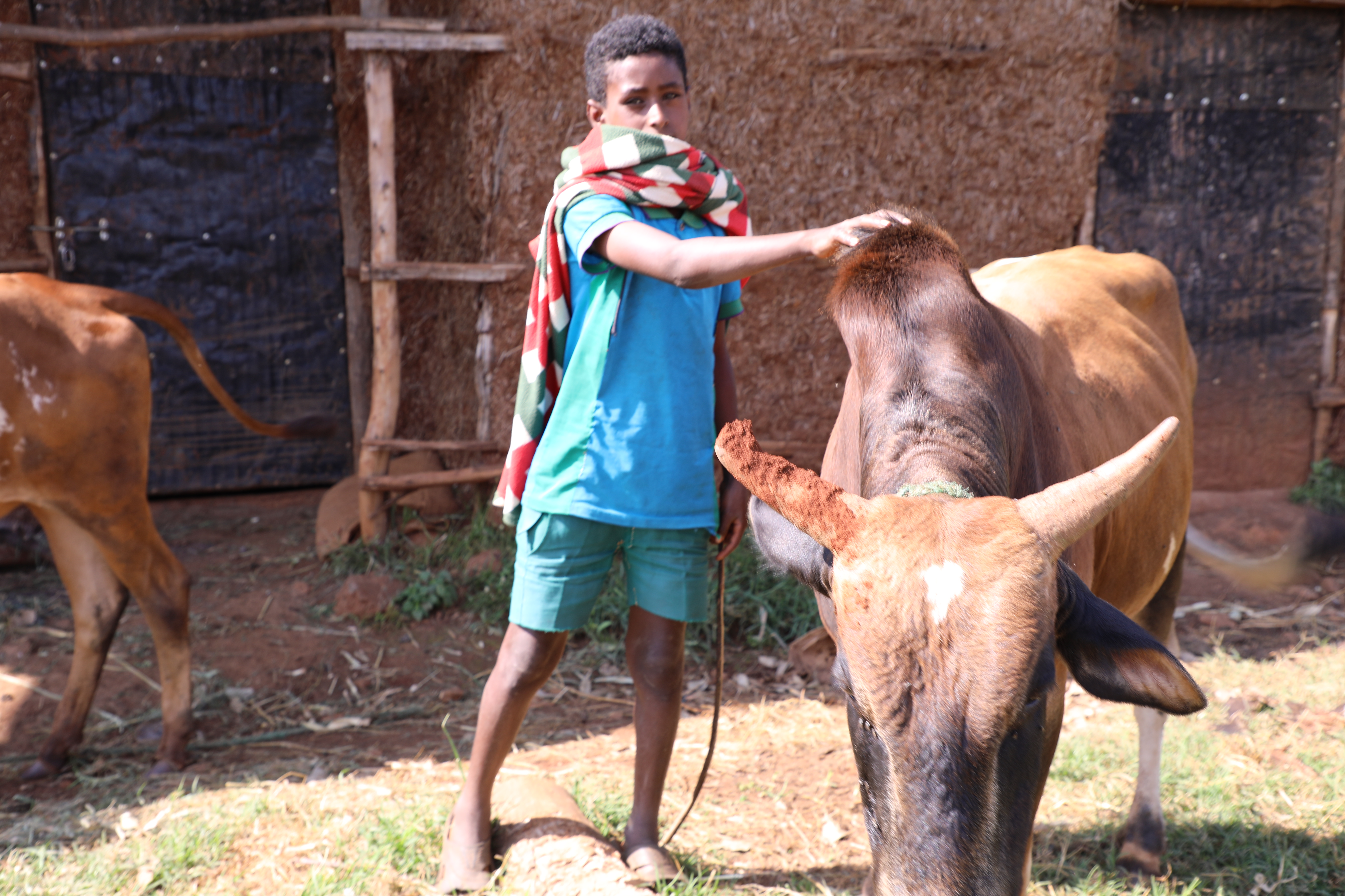 Yibeltal herding cattle 