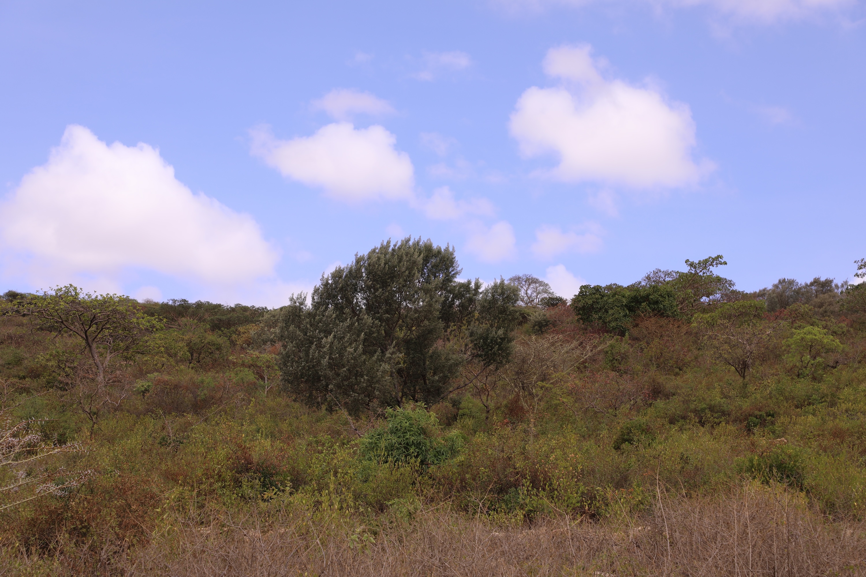Reforestation in Burqaa