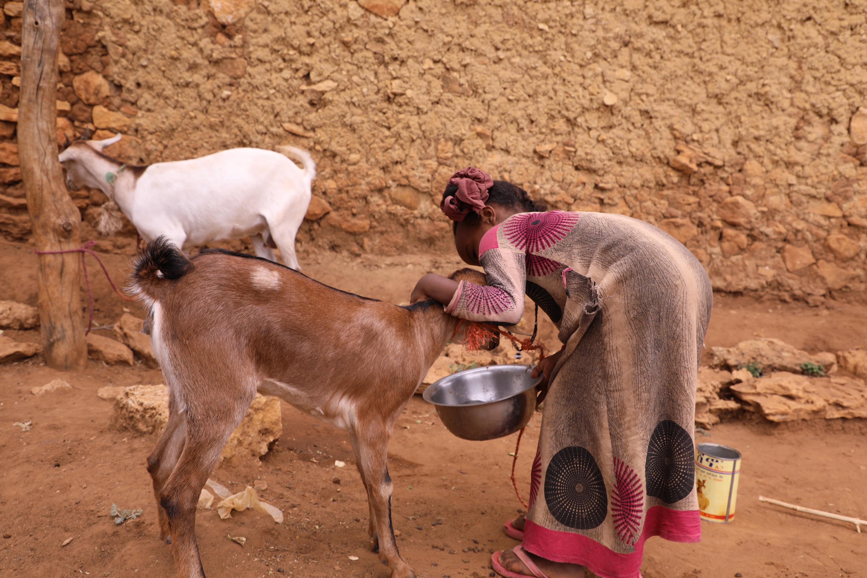 Sumaya helping the goats drink water