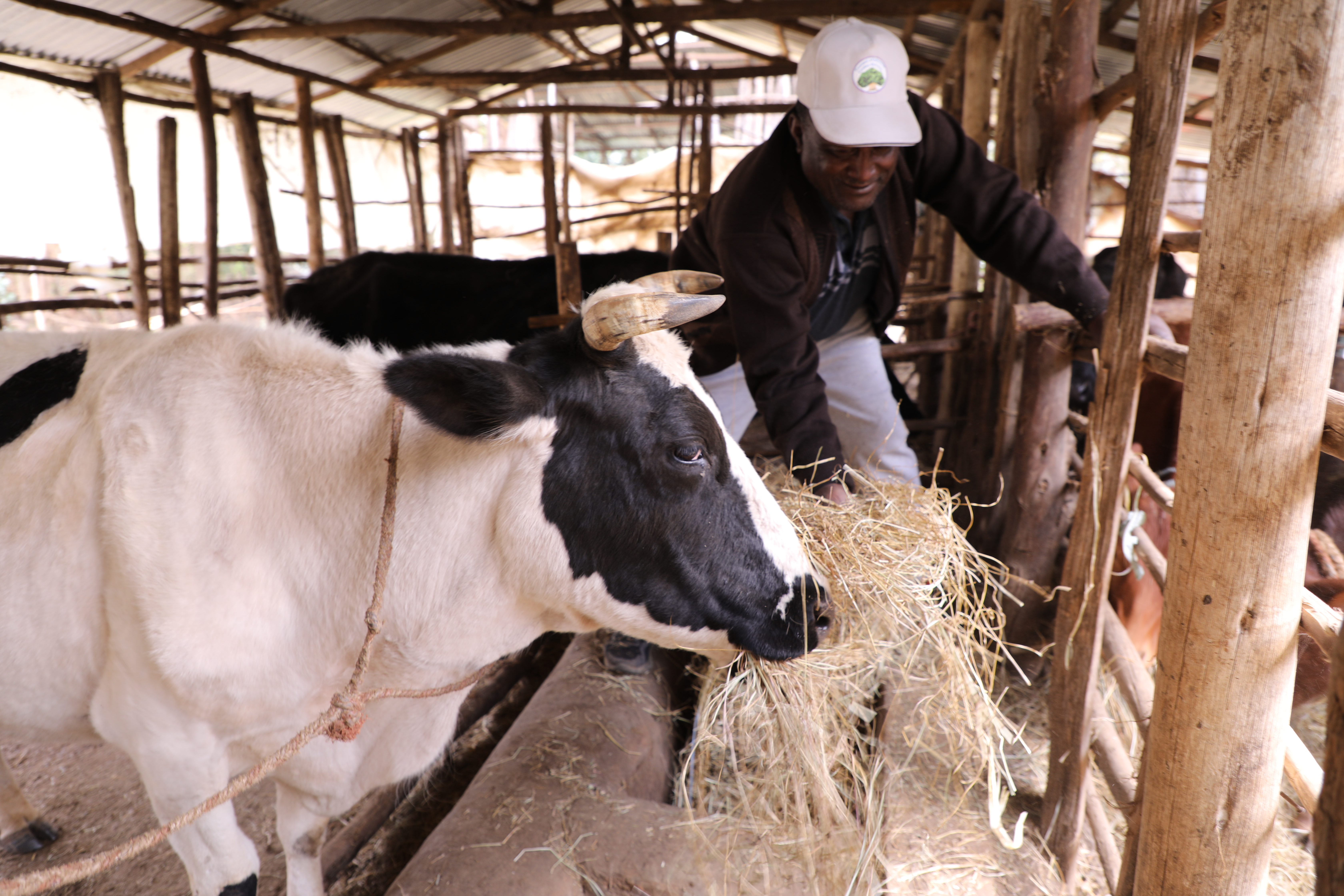 Kebede feeding his cows