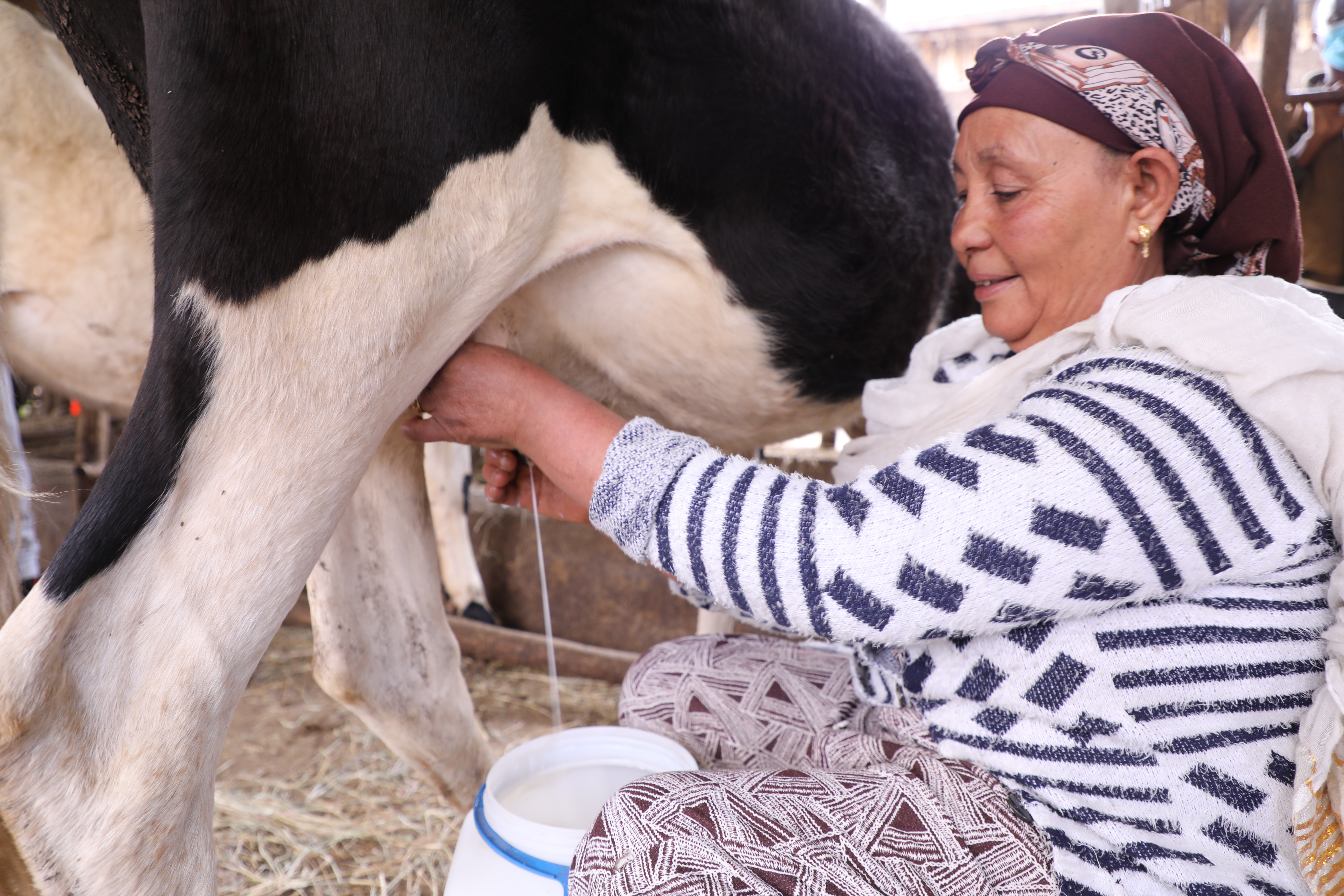 Kebede and his family enjoys the sufficient amount of milk they get from their cows