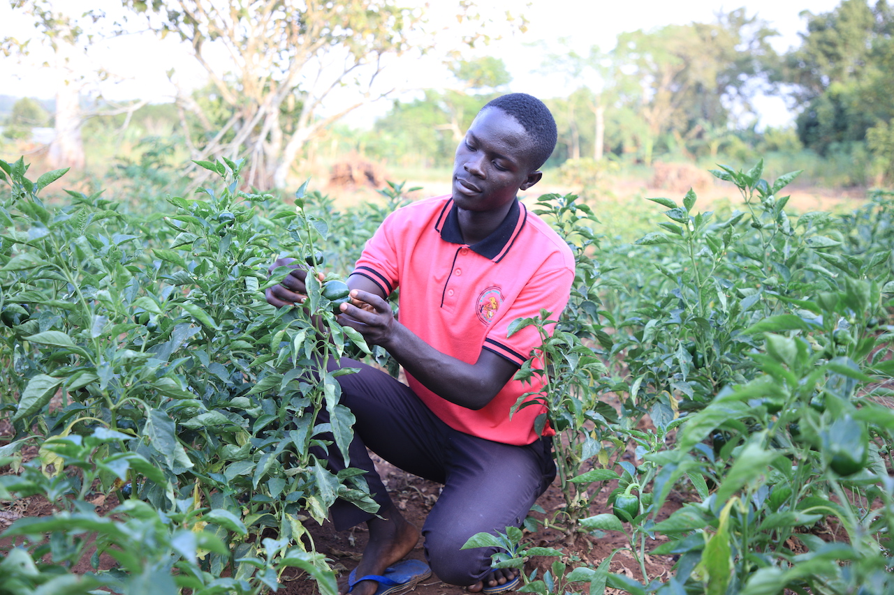 World Vision Uganda Resilience Secure Livelihoods Uganda Bugiri District Buwunga Farming Bell Pepper Farming as business