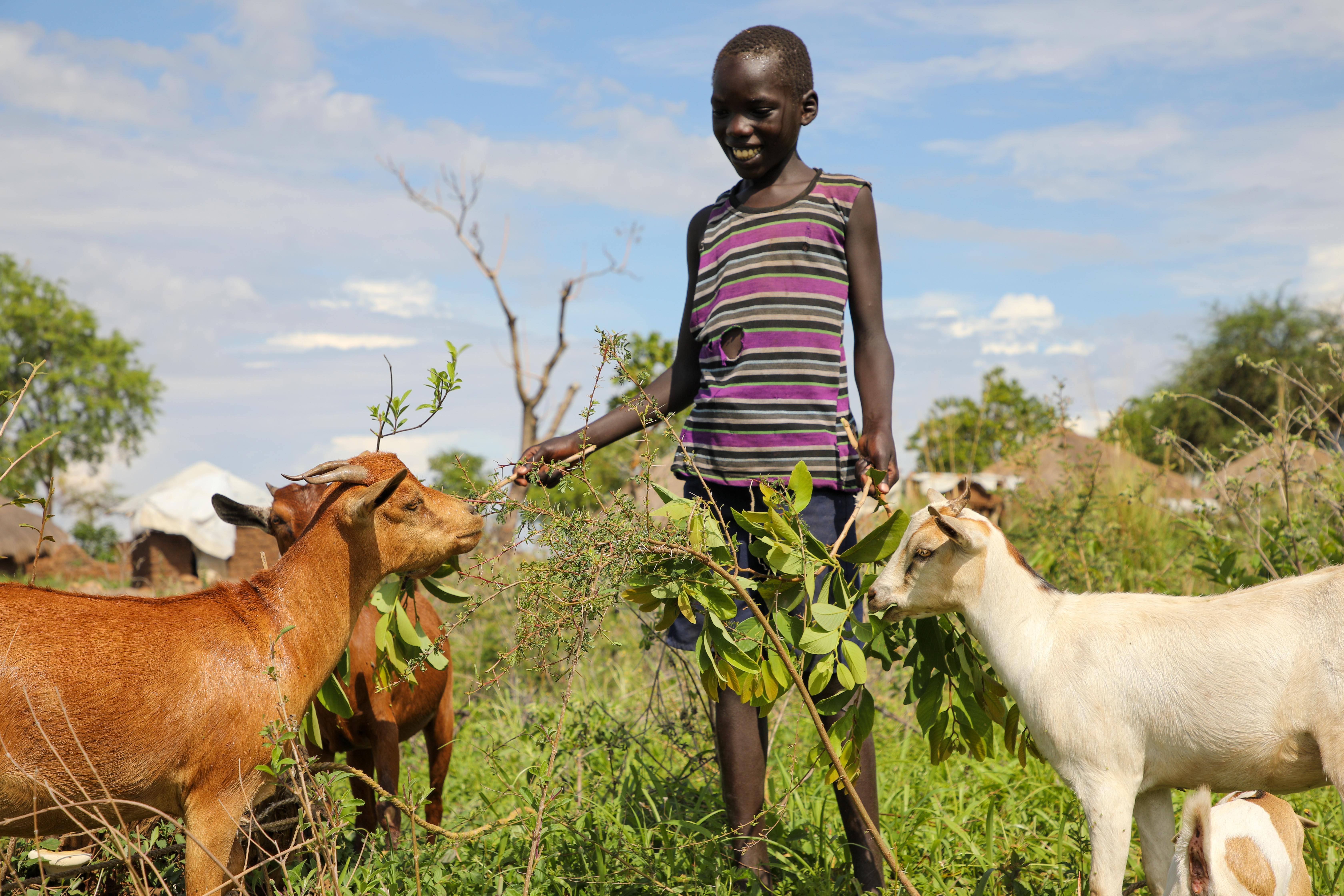 Mustafa feeding the goats