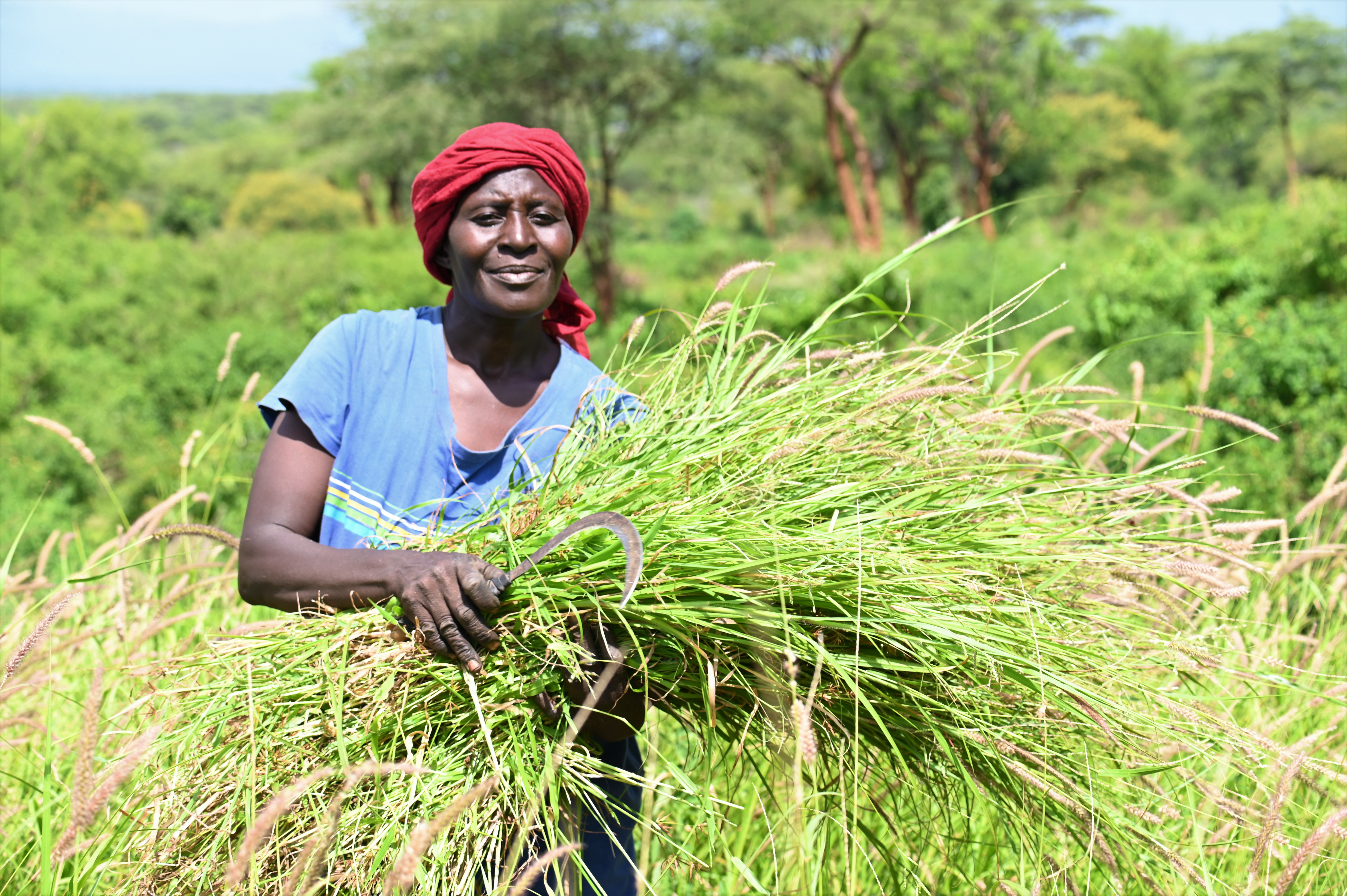Joyce harvests the Cenchrus Ciliaris commonly known as African foxtail grass that they will dry, grind and store to feed their livestock in future.  ©World Vision Photo/ Hellen Owuor