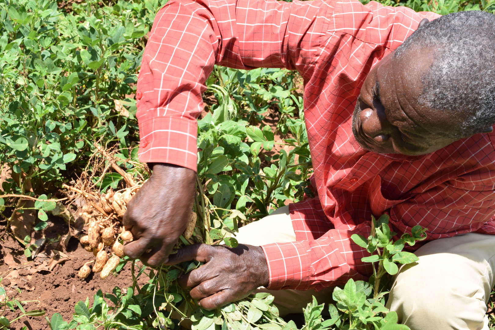 A farmer harvesting groundnuts at Matete in Kakamega County. ©World Vision/Photo by Hellen Owuor.