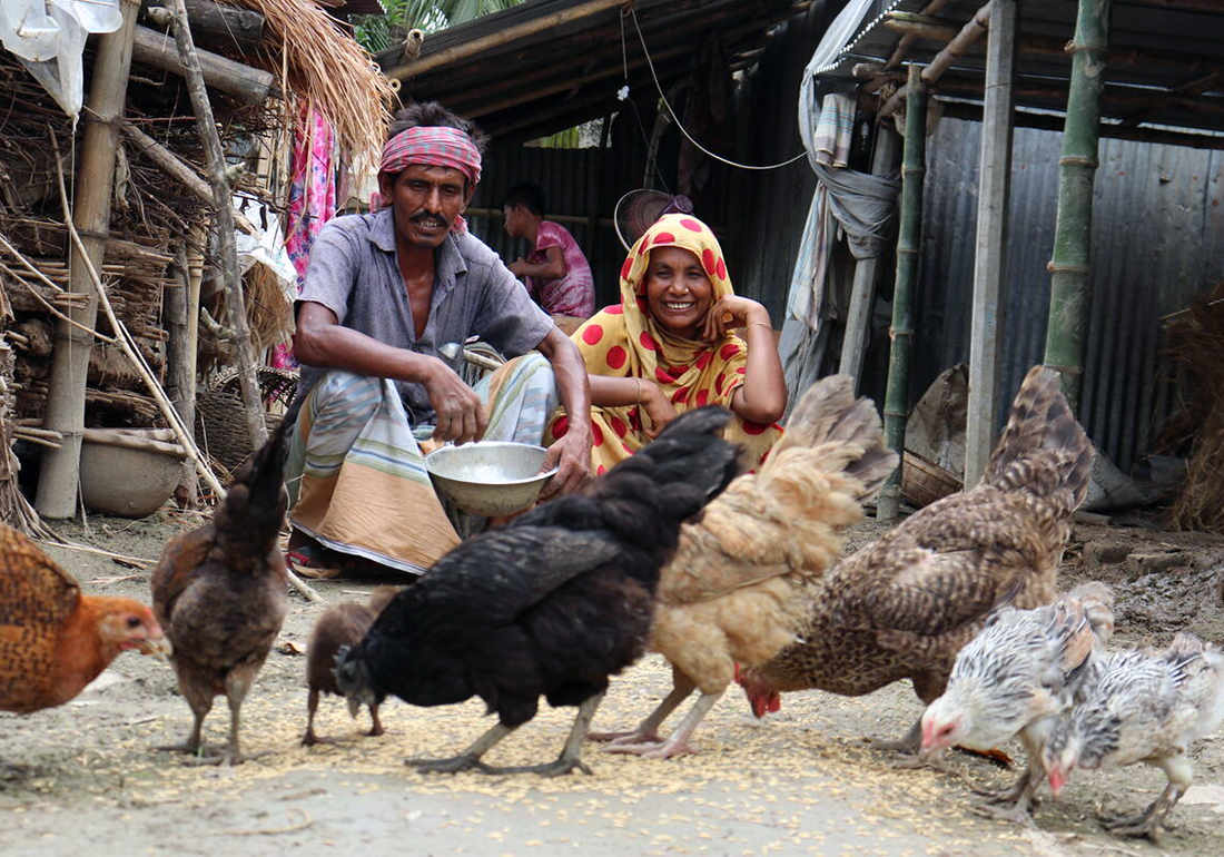 Khadija and her husband is rearing ducks and chicken and feeding them in their yard