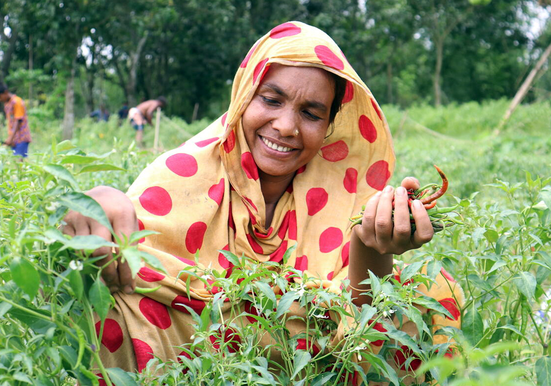 Khadija is plucking up green chilies from her home-stead garden 