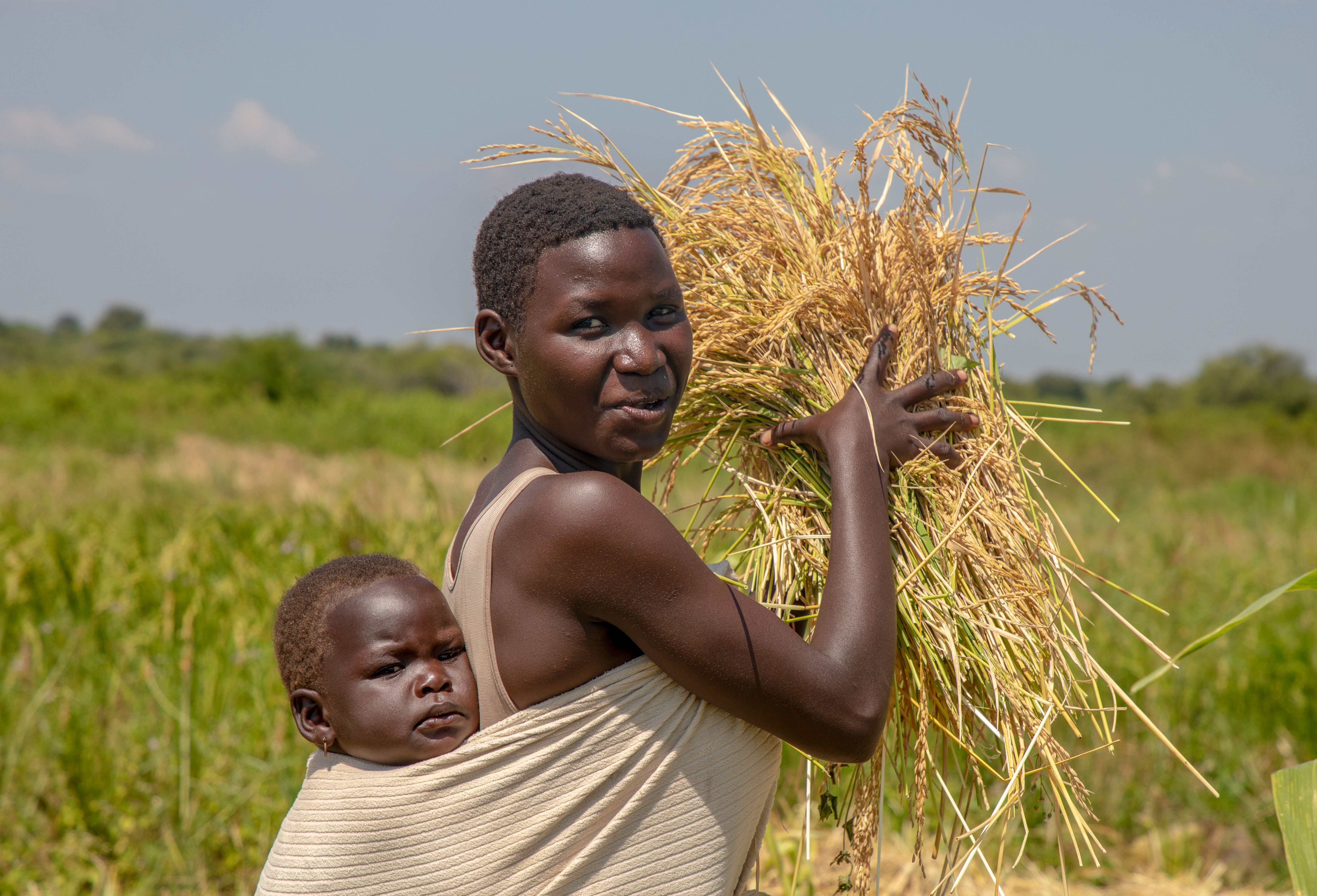 A woman harvesting rice in bidibidi refugee settlement