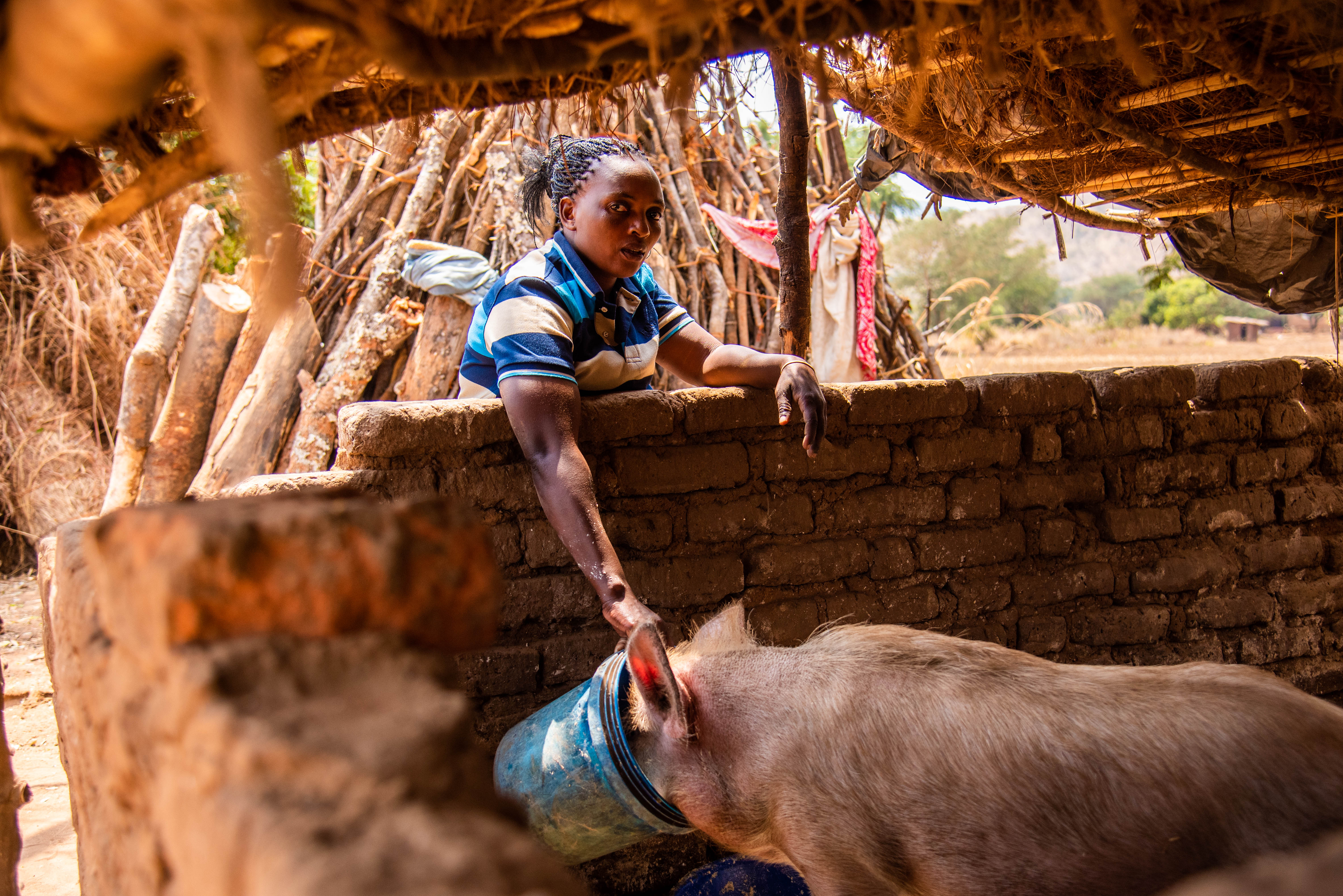 Jane feeding one of her pigs she bought using the profits she made from her farming business.