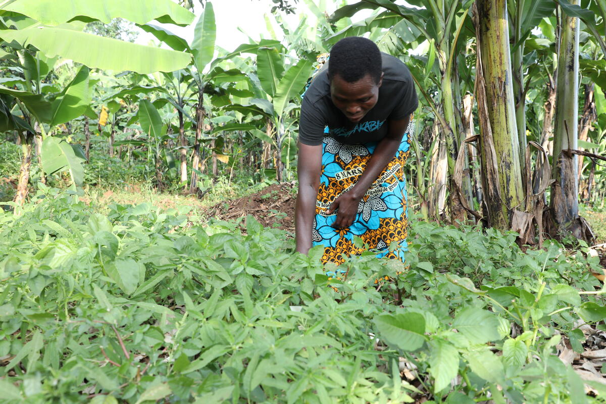    Venantie, a 43-year-old mother from Murama, Burundi harvests from her vegetable garden. In World Vision's Kirundo Area Programme, she learned about farming practices, selling food for profit, and preparing nutritious meals. | © World Vision