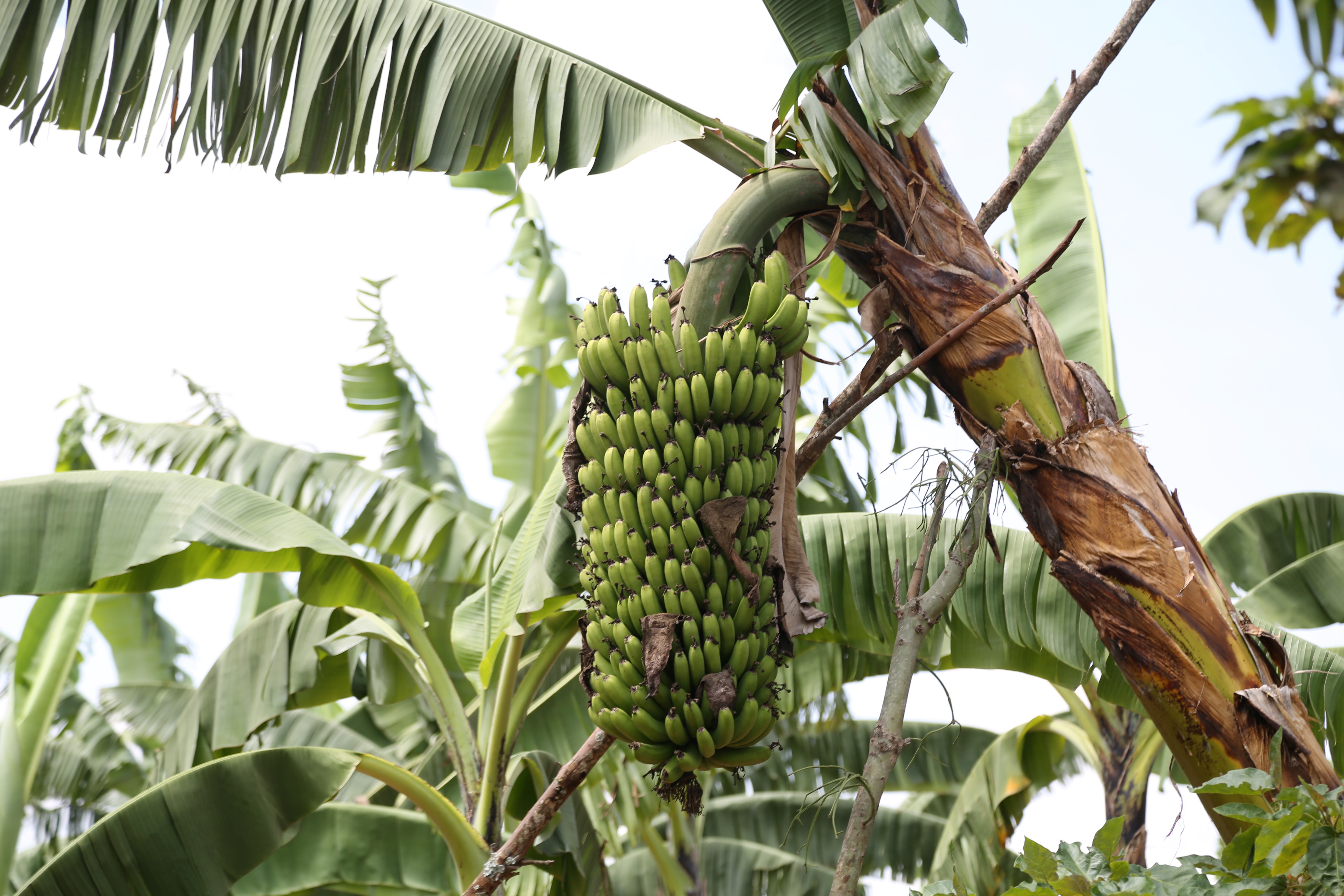 Trees boosting Livelihoods in the Eastern Province