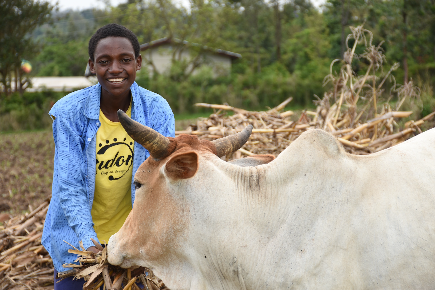 Abdulbasil 17 year old tending cows