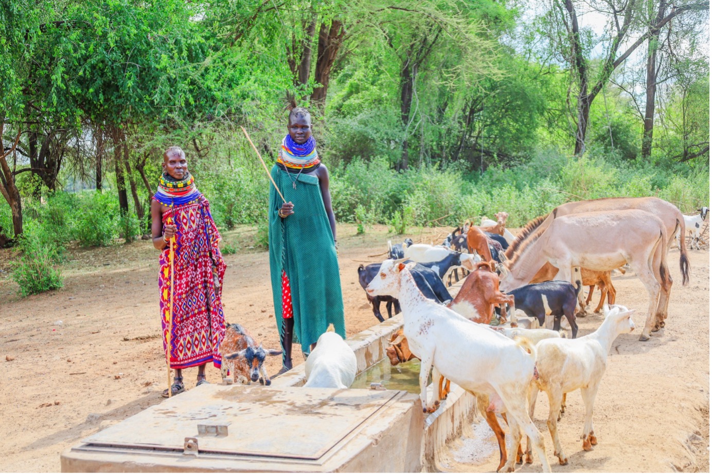 Livestock gathered around a large water trough in Nakechurtak village, built by World Vision through the K-DREAM Project. The new structure, designed to accommodate up to 50 animals at once, provides essential hydration for the livestock in the dry landscape. © World Vision Photo/Felix Pilipili