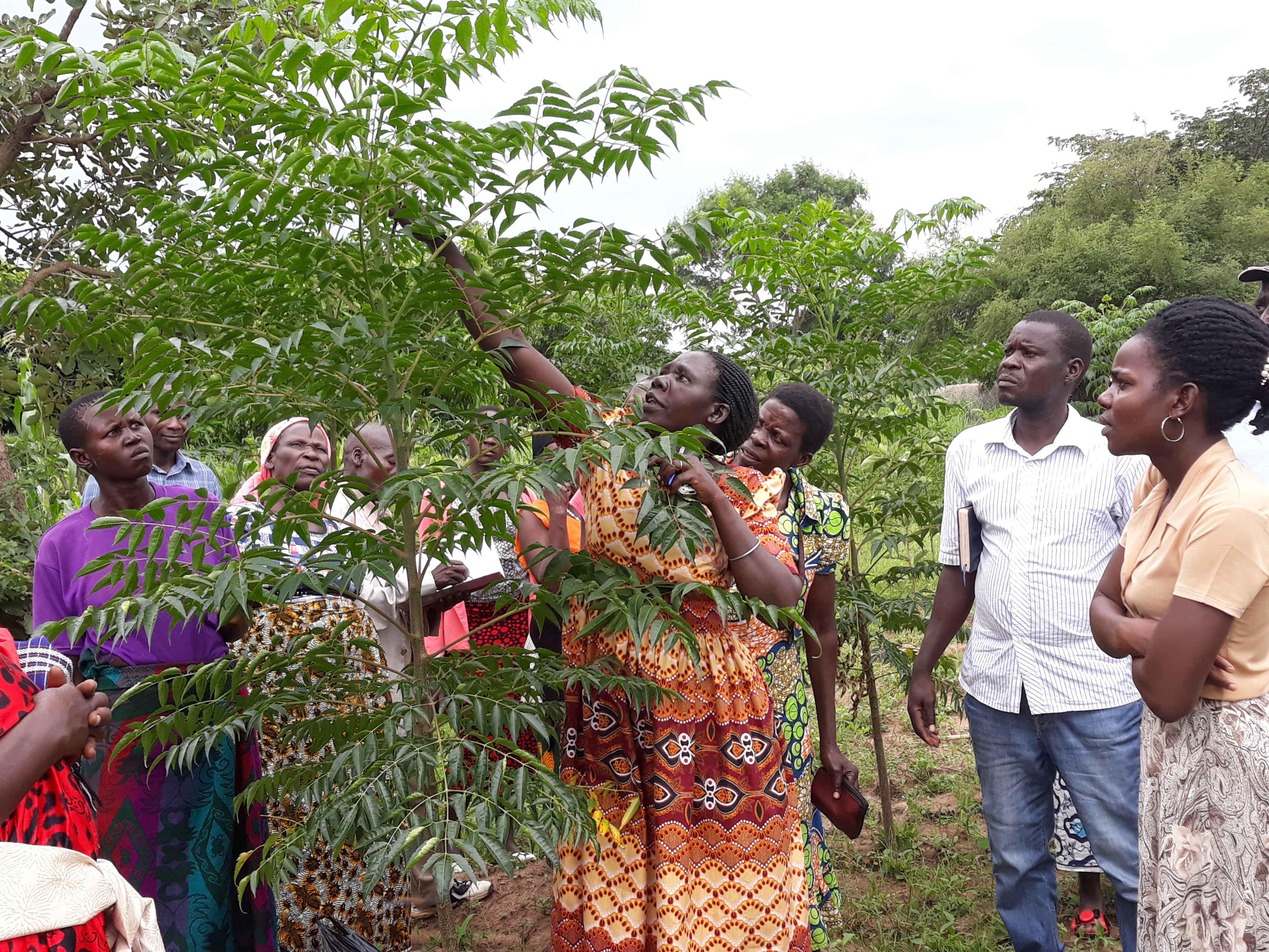 Resilience and Livelihoods: Akumu shows her visitors from Nebbi district how she is farming as business using biopesticides. Organic farming increases production and preserves the environment.