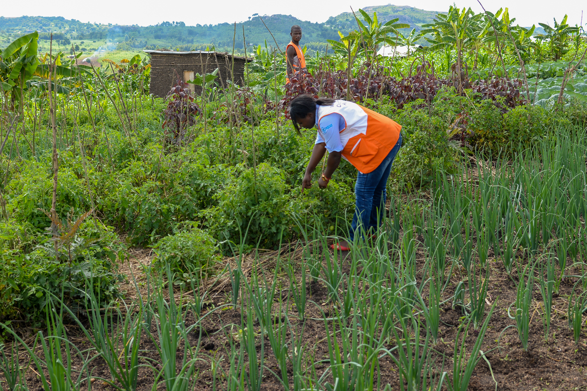 among the vegetables grown include tomatoes, cabbage, onions which are rich in nutrients