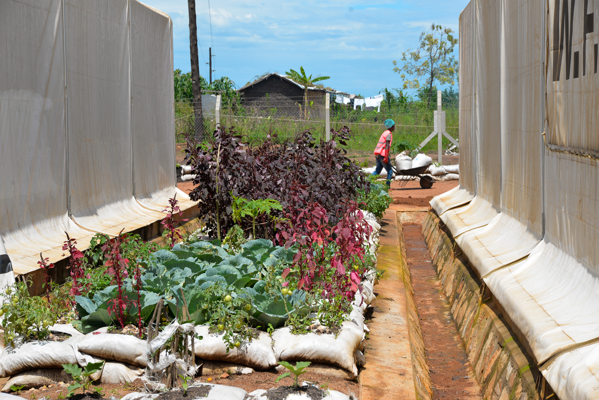 Box gardens have been grown outside the food distribution points to demonstrate how easy it is to grow food.