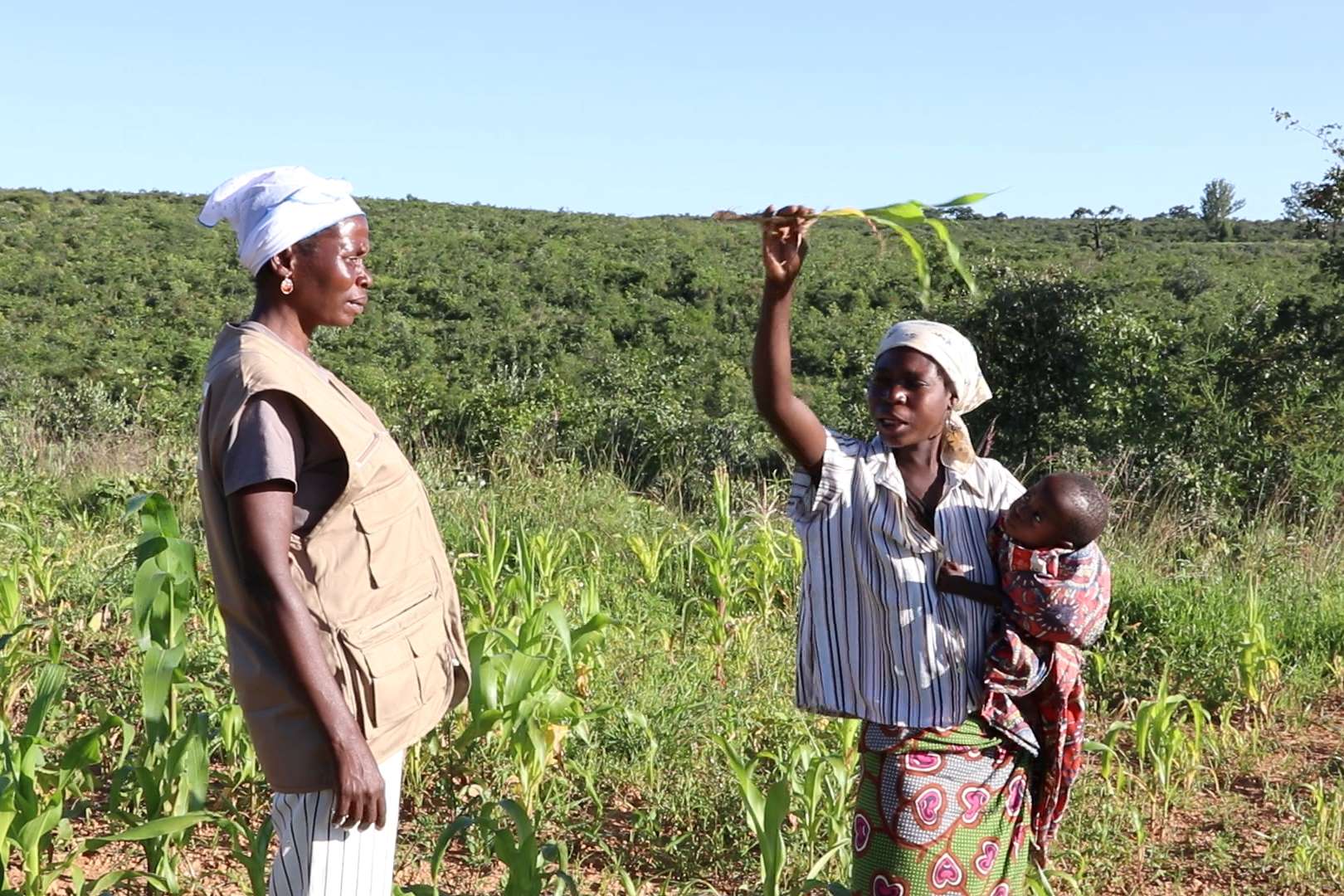 Maria indicates how tall crops should be