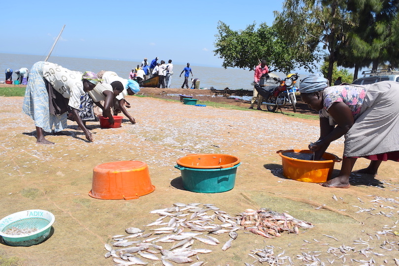 Women drying small fish (fingerlings) along the shores of Lake Victoria. The desperation to get fish to sell makes many of them vulnerable to abuse and exploitation.