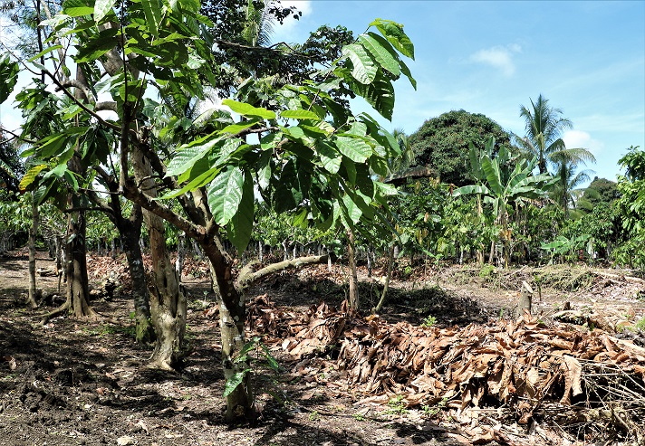 CACAO Project offers hope for downhearted Farmers_ (3).JPG