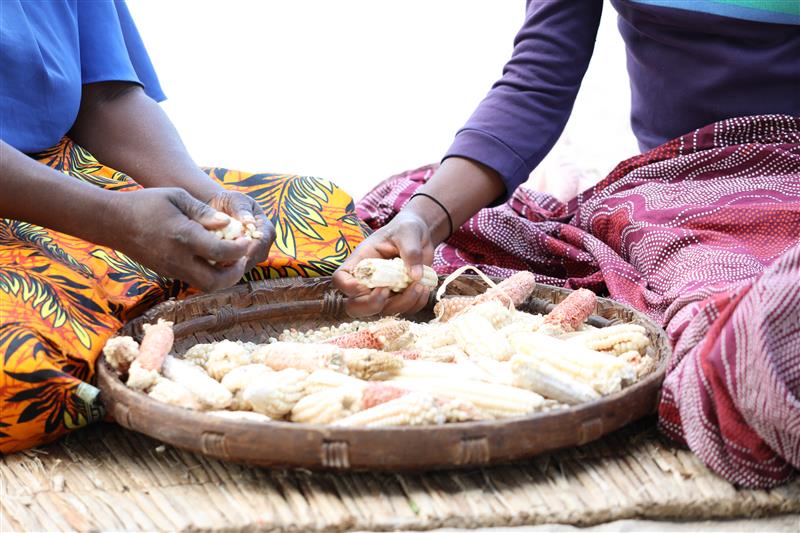 Constância and her daughter shelling the little maize that was left