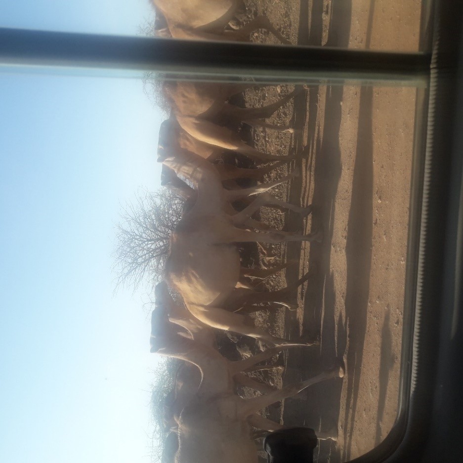 Camels on the move in search of pasture and water© World Vision / Mary Njeri