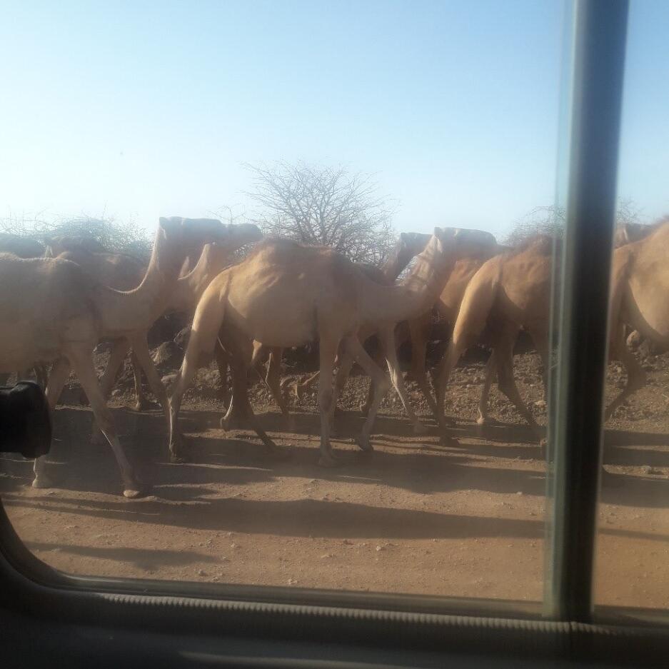 Camels on the move in search of pasture and water© World Vision / Mary Njeri