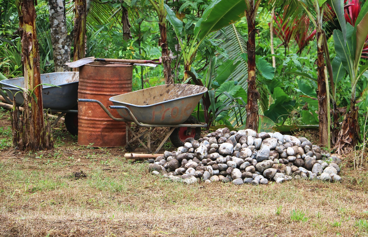 Cultivating Prosperity Through Sustainable Cocoa Farming (4)