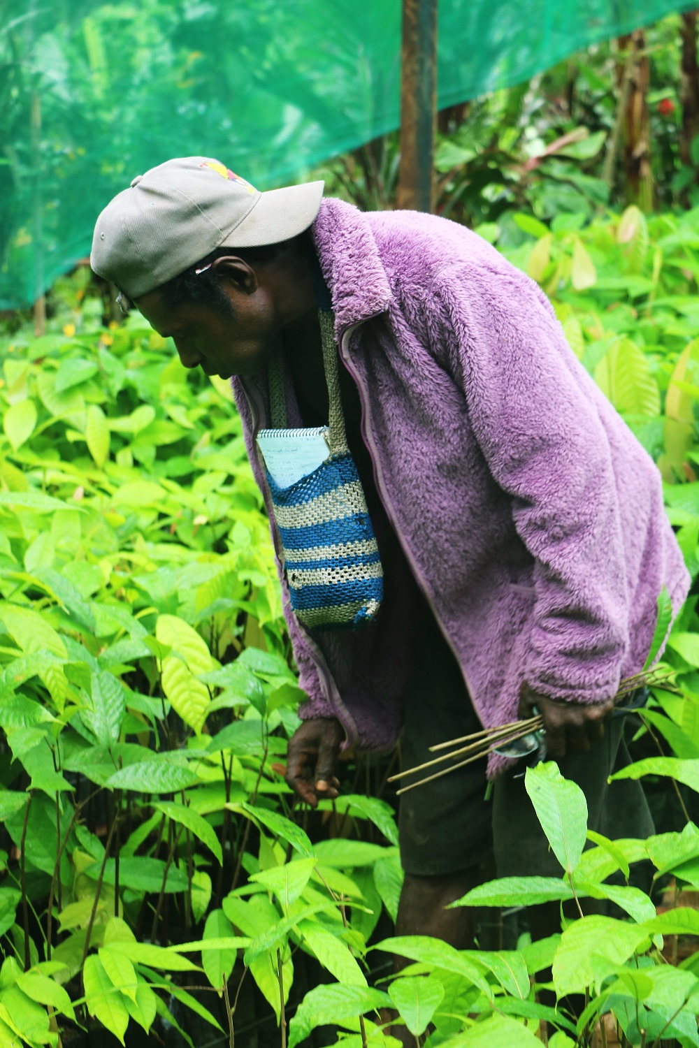 Cultivating Prosperity Through Sustainable Cocoa Farming (8)