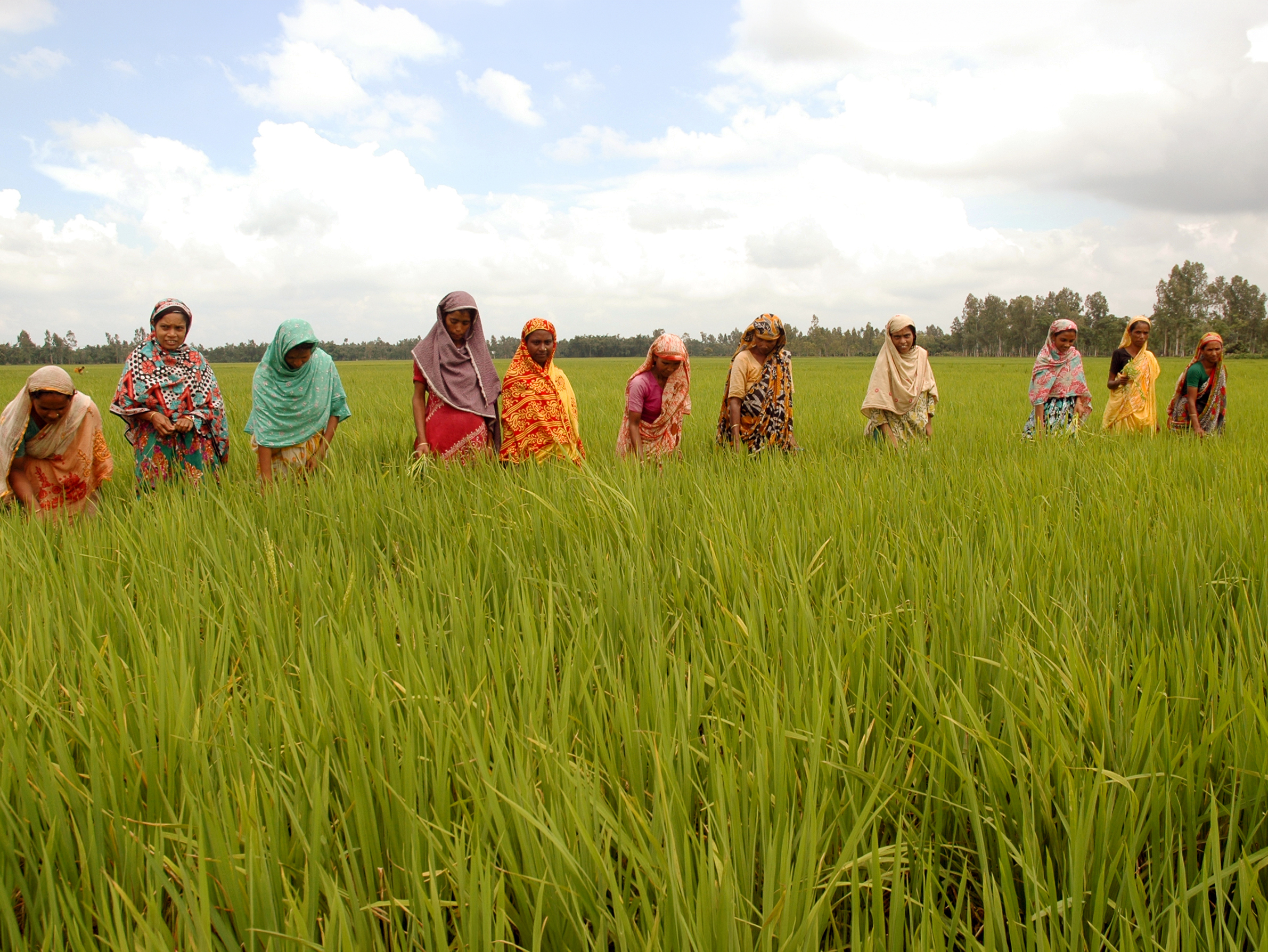 Women farmers in field World-Vision Bangladesh livelihood programme sustainable crop production.