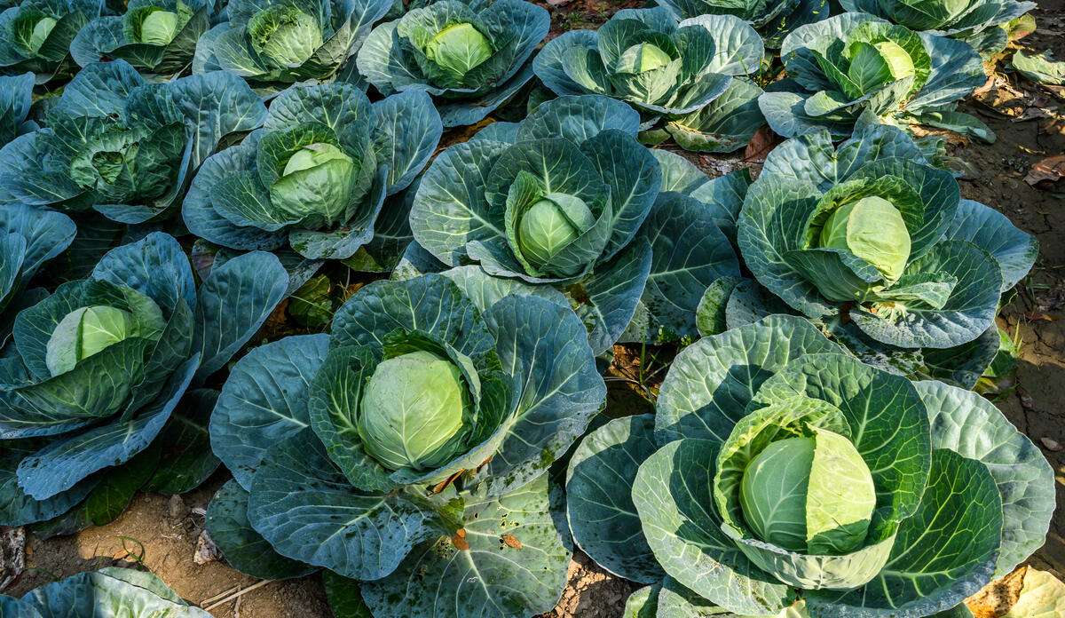 Vegetables like cabbages are grown using the pitcher method.