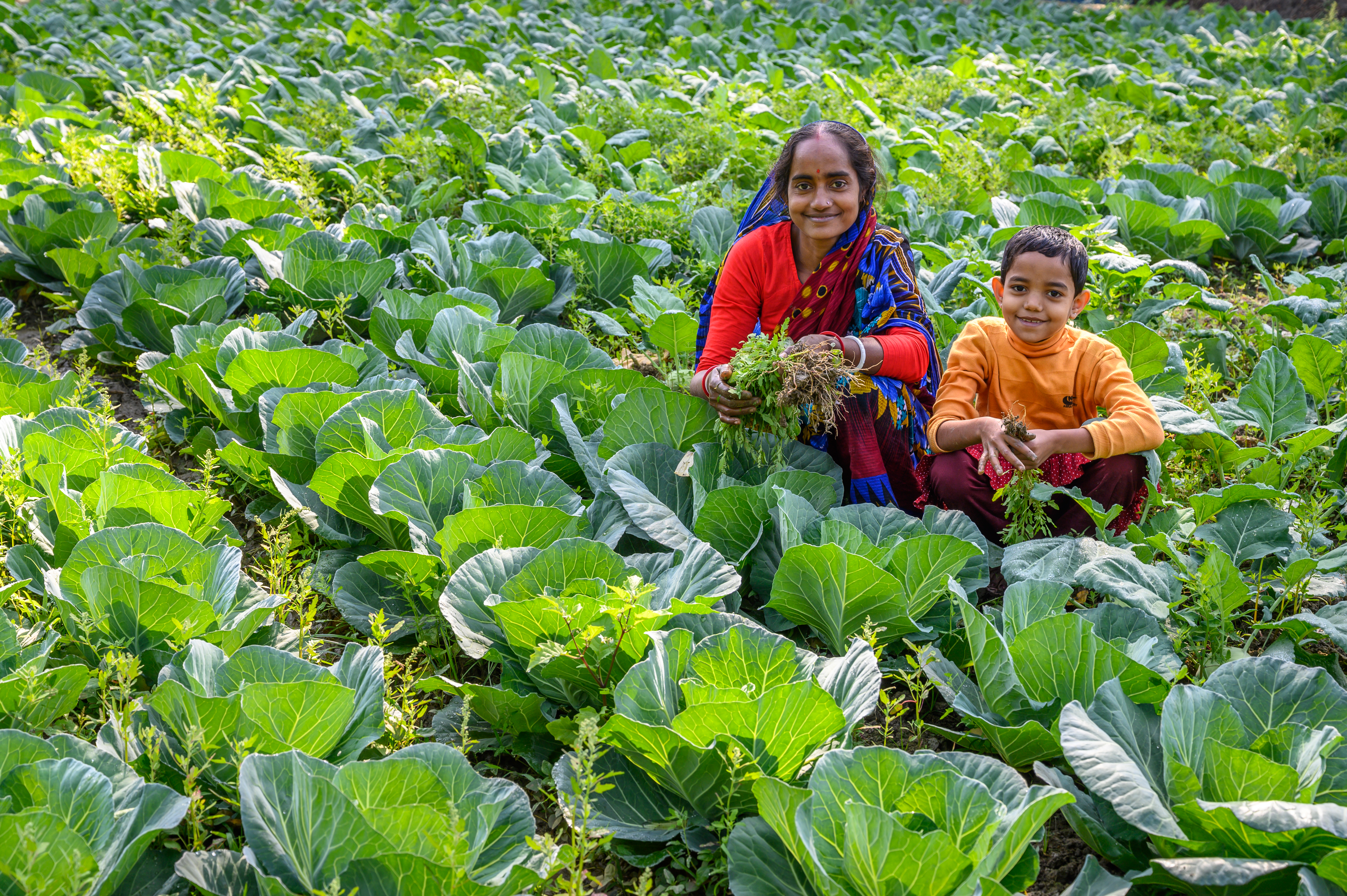 people sitting in a field of cabbages